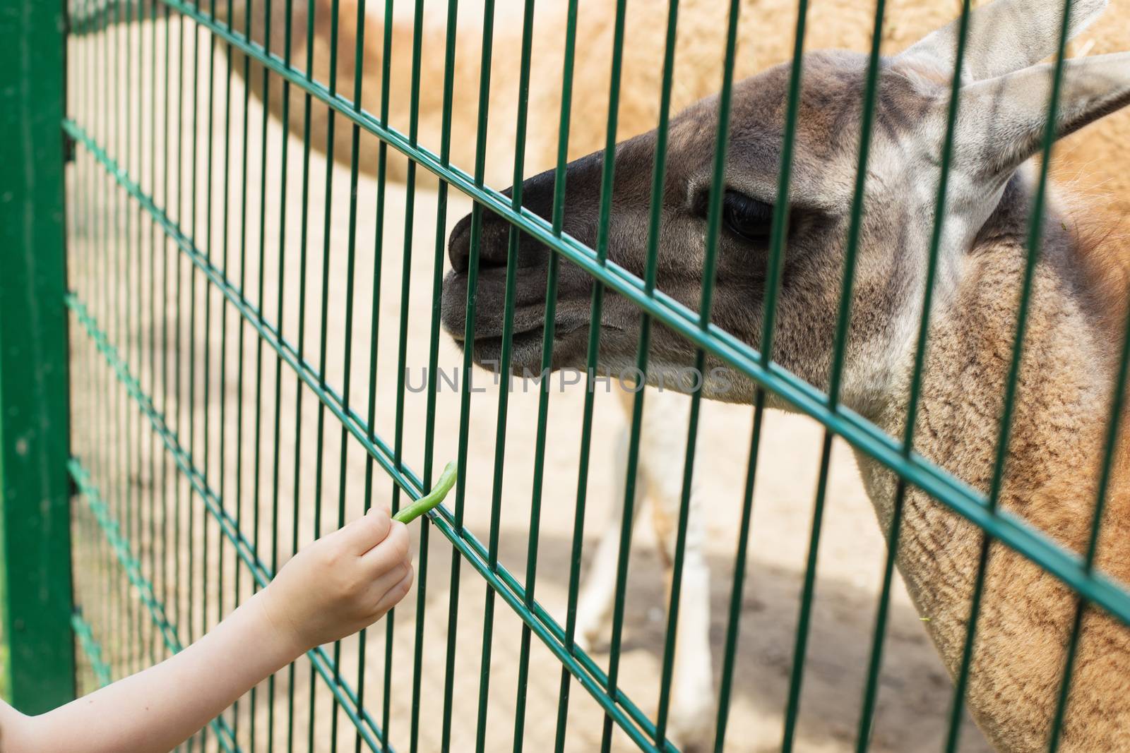 Little kid feeding big lama on an animal farm. Cute little boy feeding alpaca green beans through a cage in zoo. The boy puts food animals through a cage. Child feeds two llamas at pet zoo. Lama eating out of the hand of a boy.