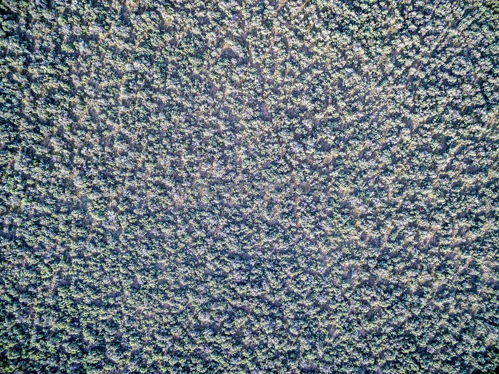 field of sagebrush aerial view by PixelsAway