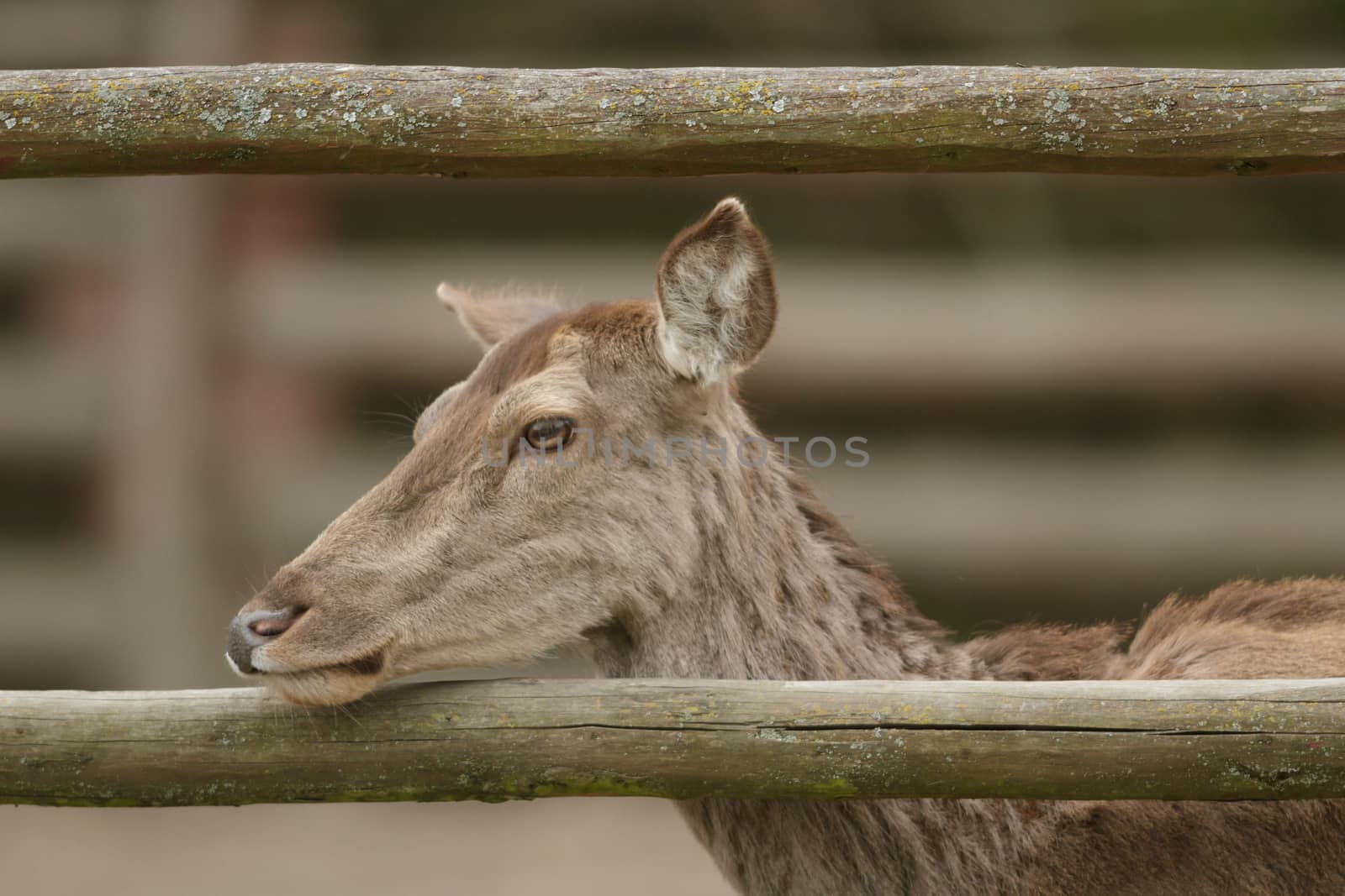 deer in captive, deer in a cage, nature series