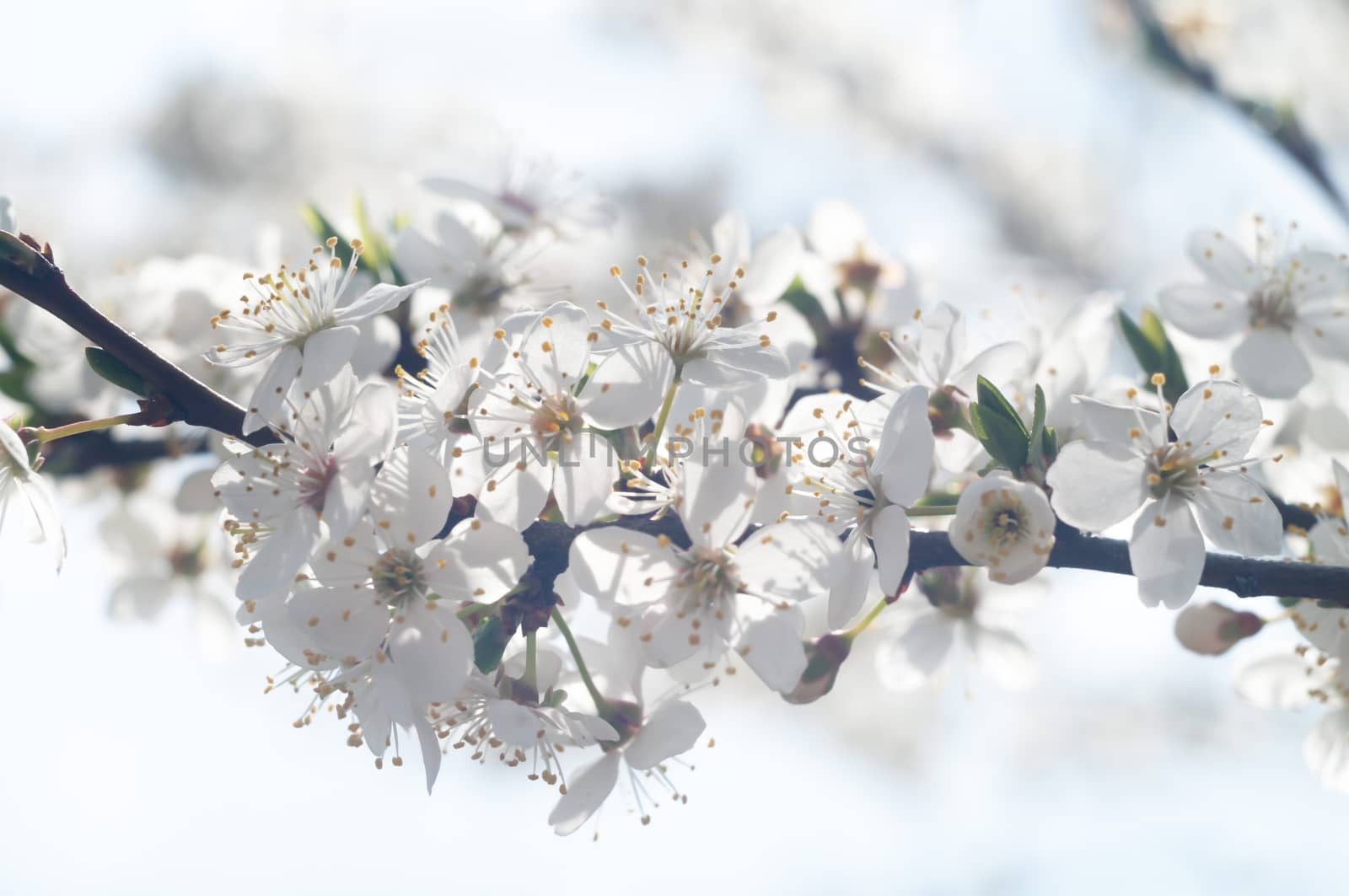 flowers as a colorful background, macro photo, nature series