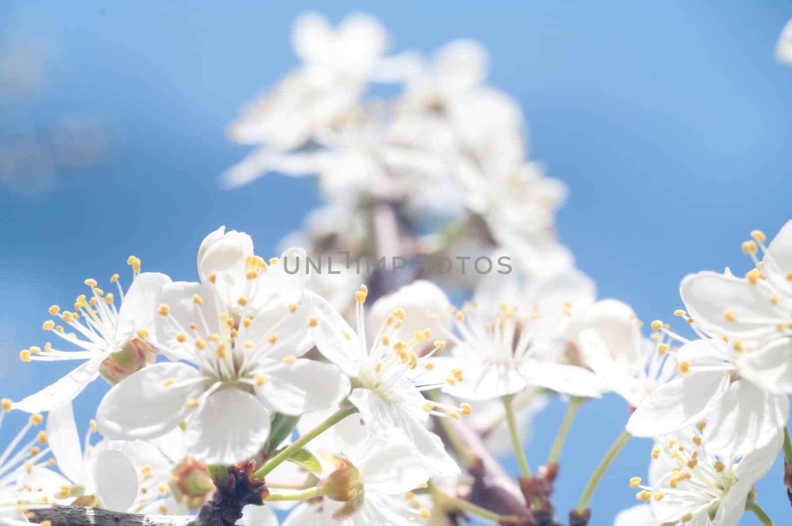 flowers as a colorful background, macro photo, nature series