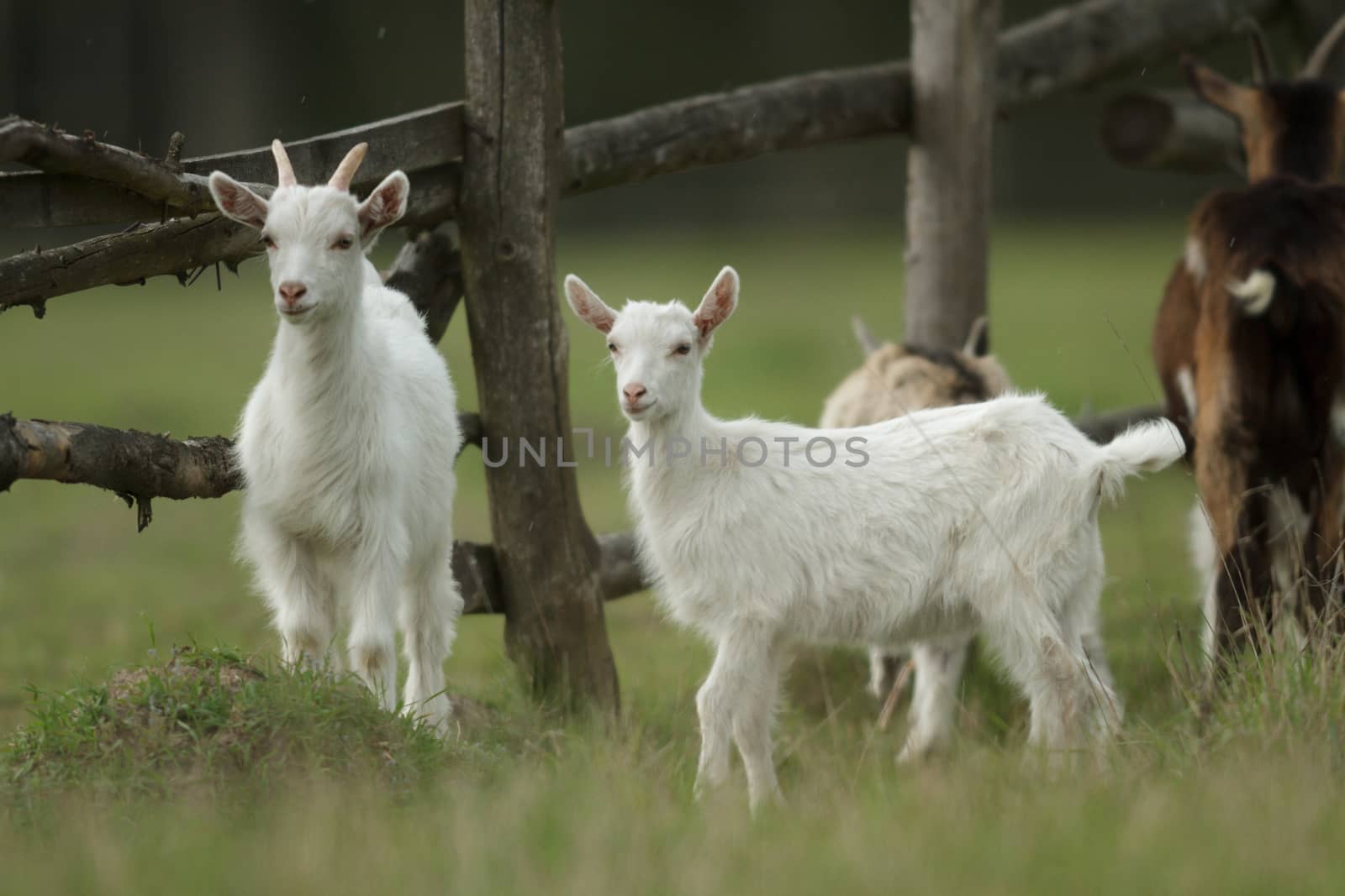 goat on summer pasture, nature series