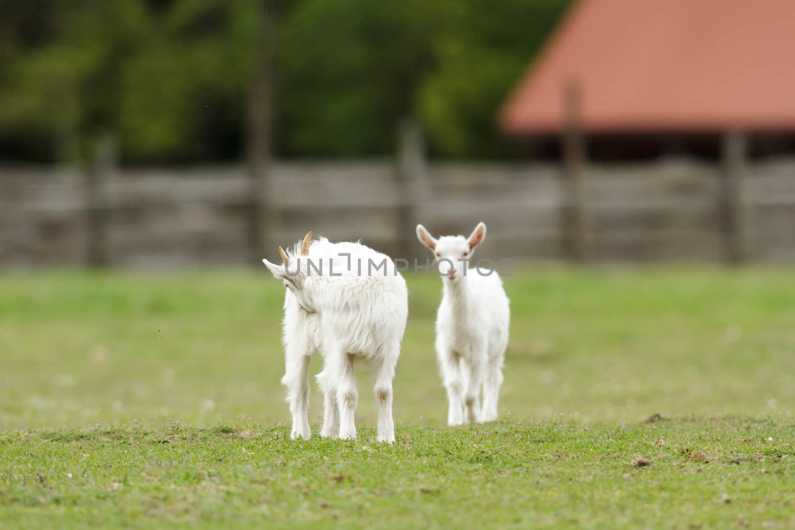 goat on summer pasture, nature series
