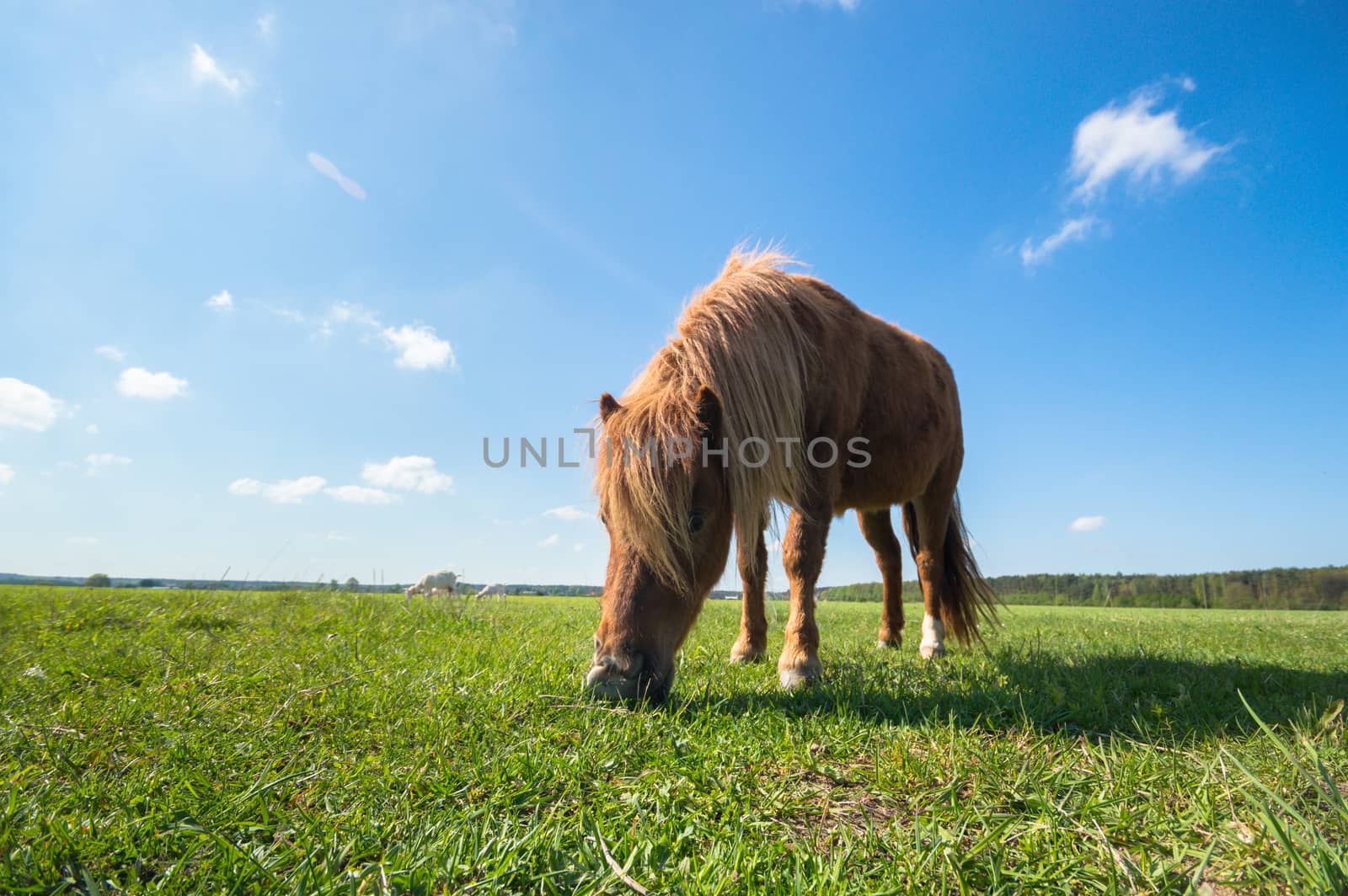 horse in a field, farm animals, nature series