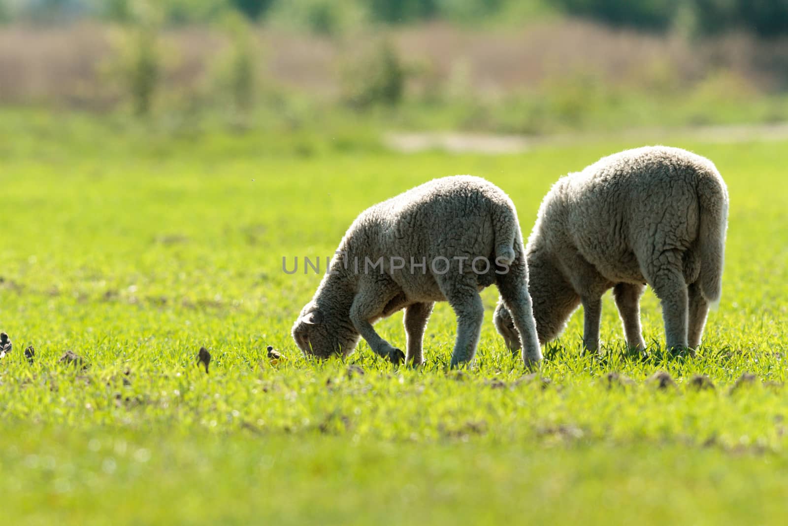 horse in a field, farm animals, nature series