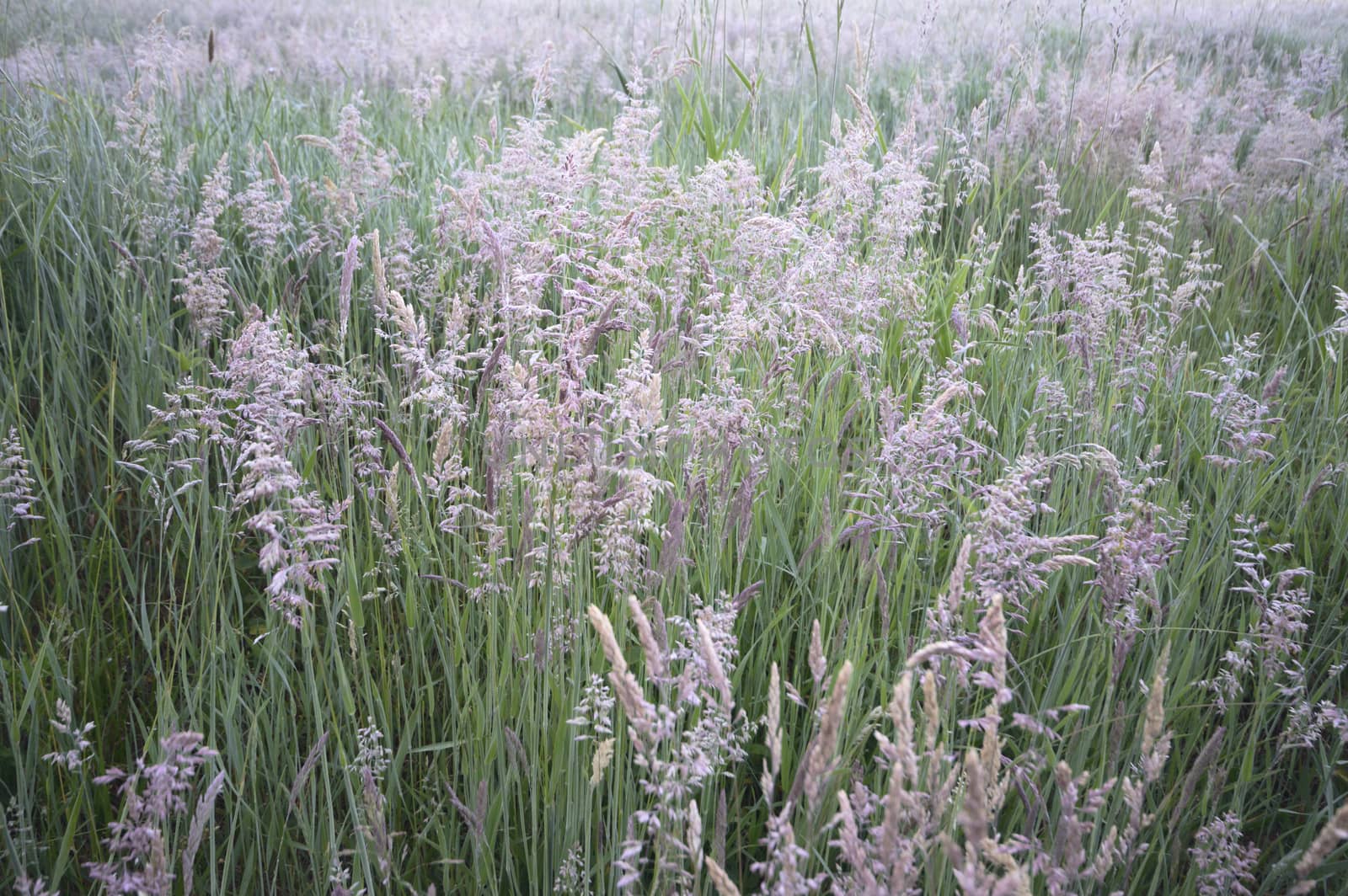 natural green colorful rural meadow, nature series