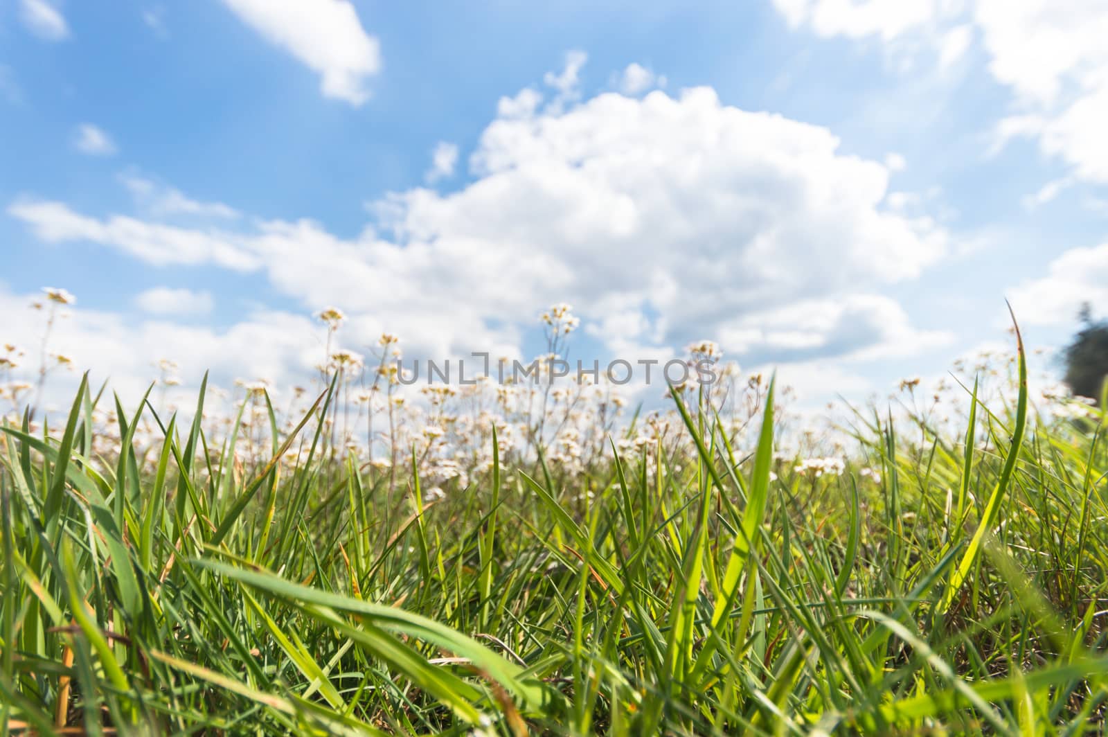 natural green colorful rural meadow, nature series