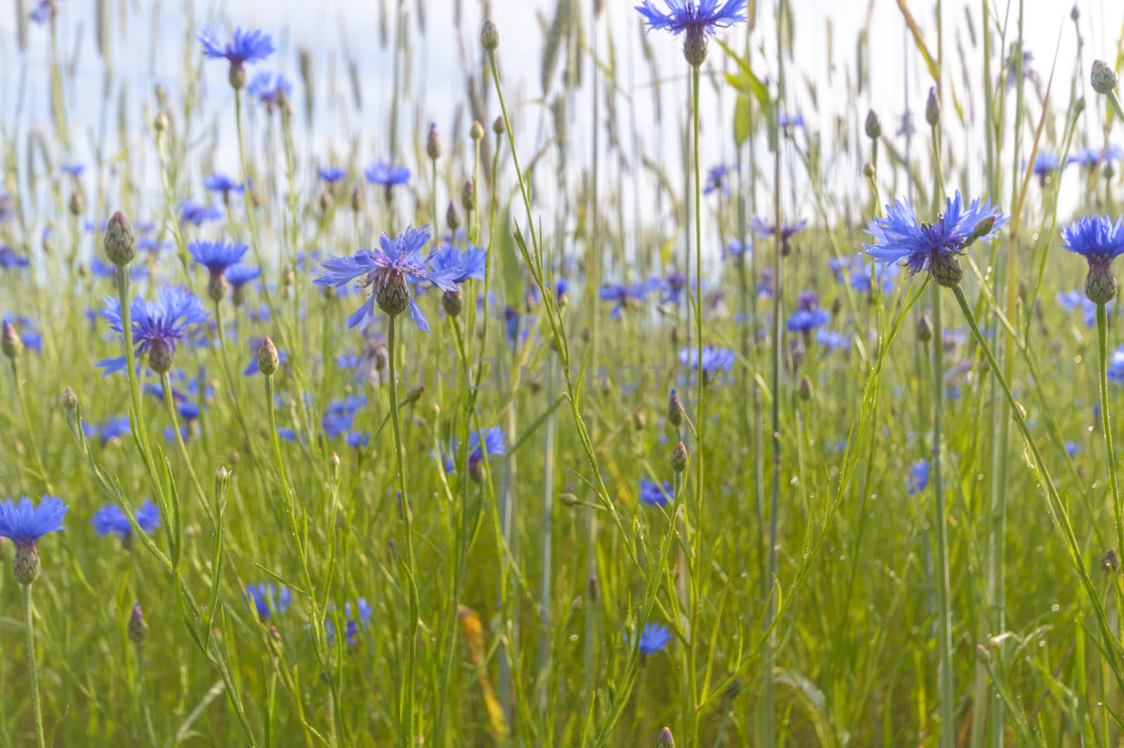 natural green colorful rural meadow, nature series