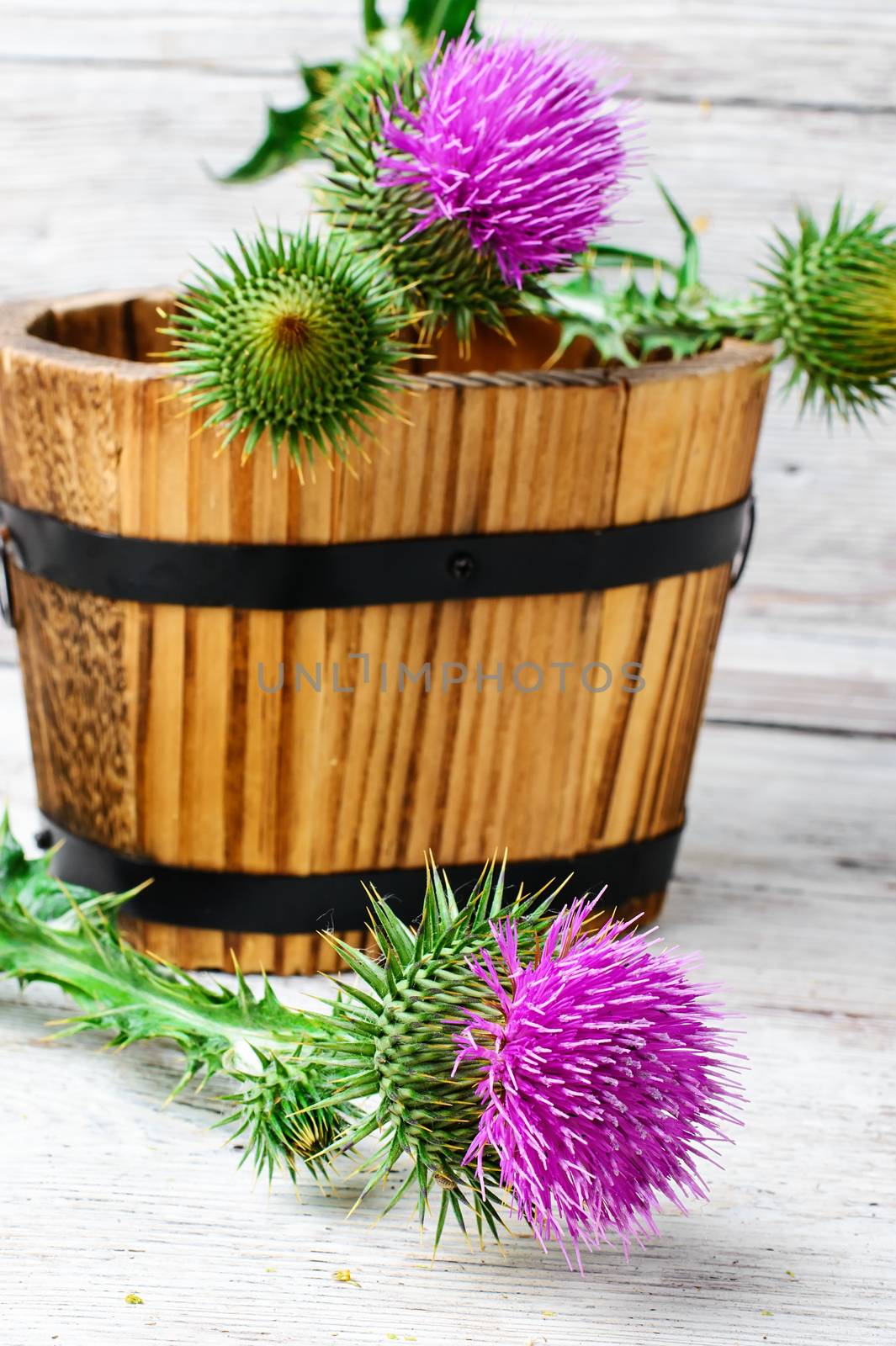 Prickly flowering buds of thistles in wooden tub