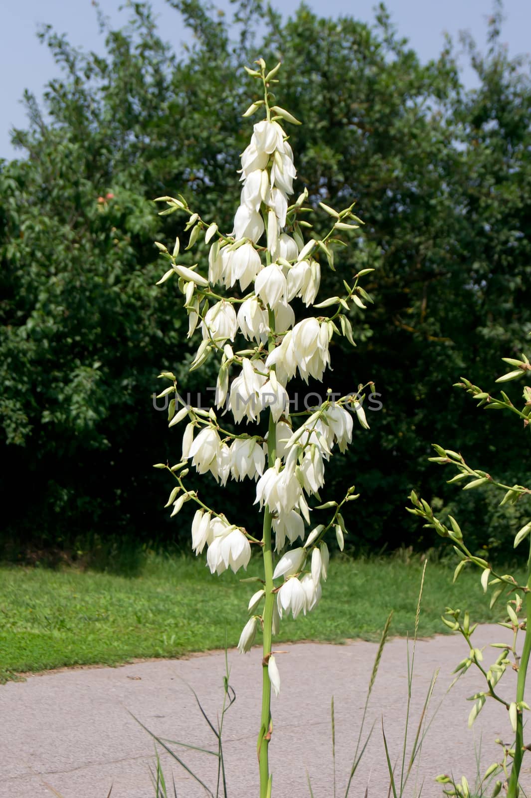 The yucca (yucca filamentosa) of park and garden ornament.