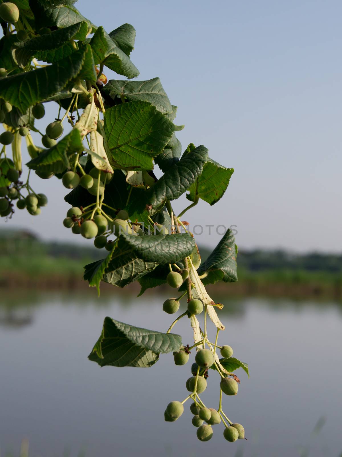 The Tilia cordata (Tilia cordata) crop after flowering.