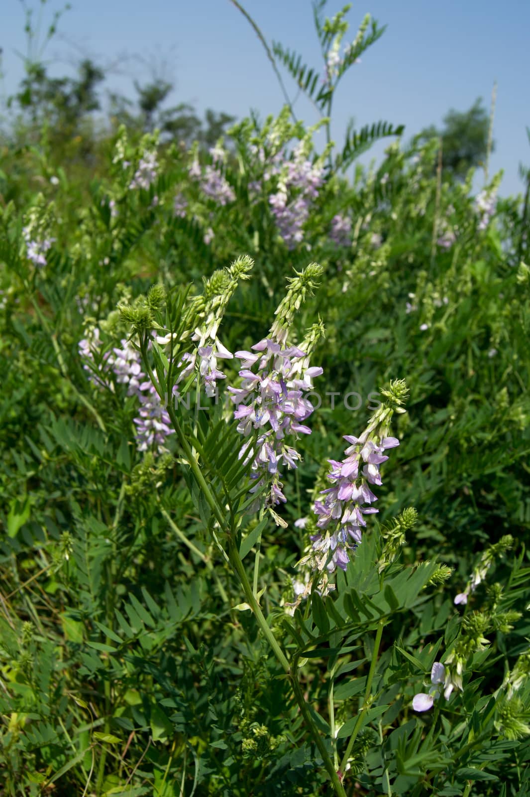 The spring vetch (Vicia sativa L.) field weed and feed crops.