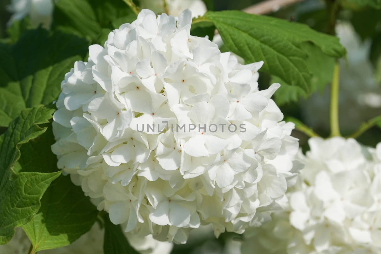 Viburnum, plants of the gardens