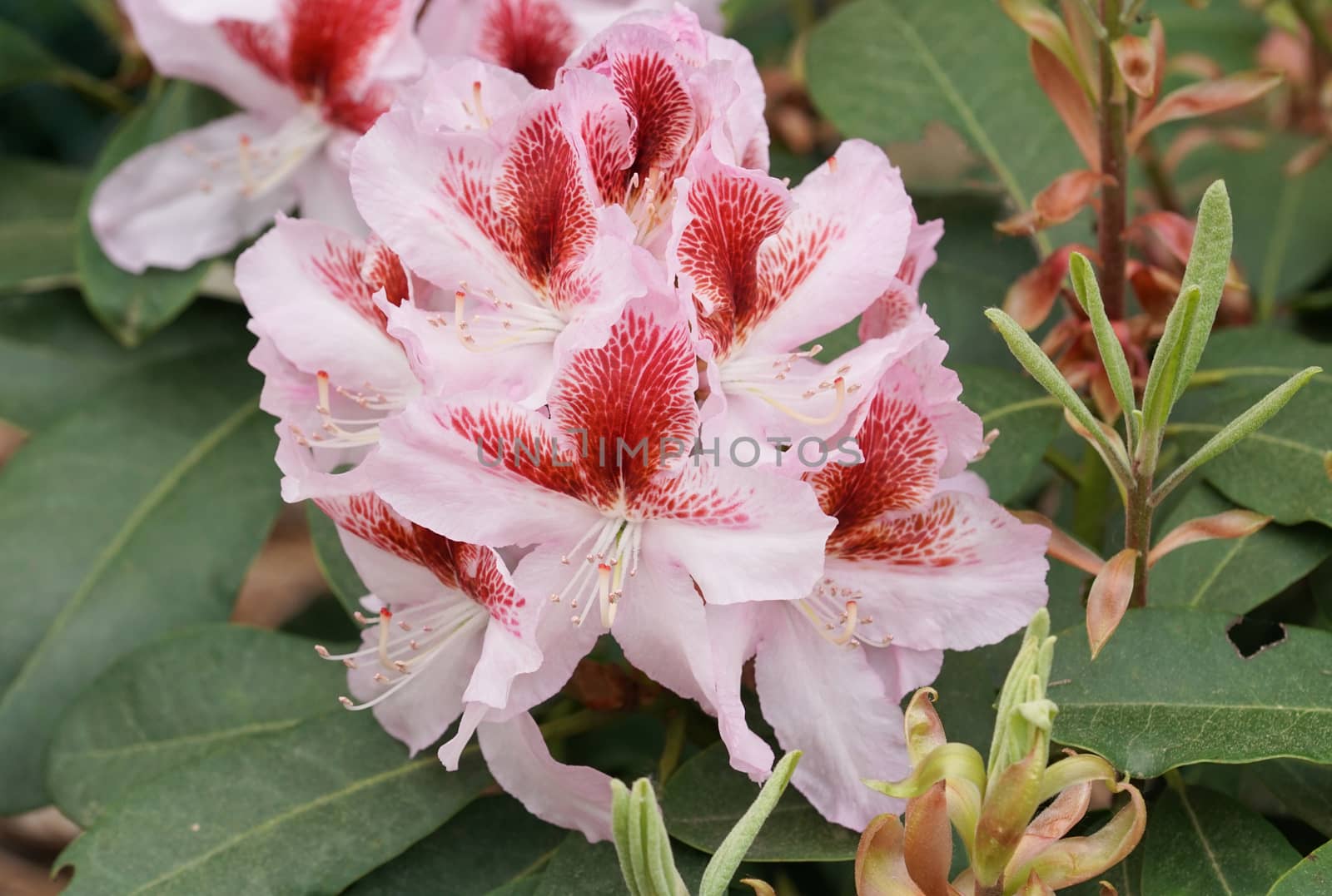 Rhododendron, herald of spring, flower of the gardens