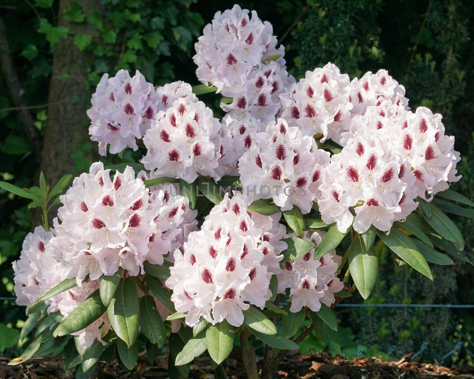 Rhododendron, herald of spring
