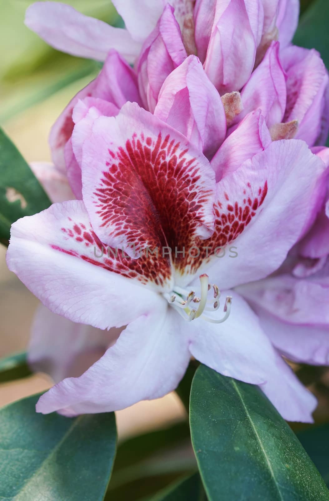 Rhododendron, herald of spring, flower of the gardens