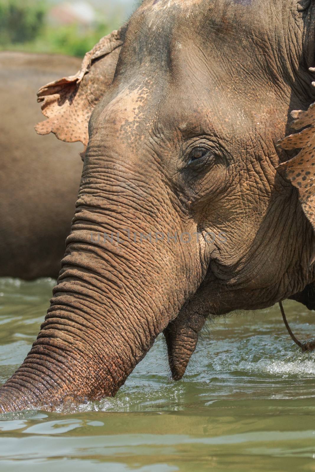 Elephant, Laos, Asia by alfotokunst
