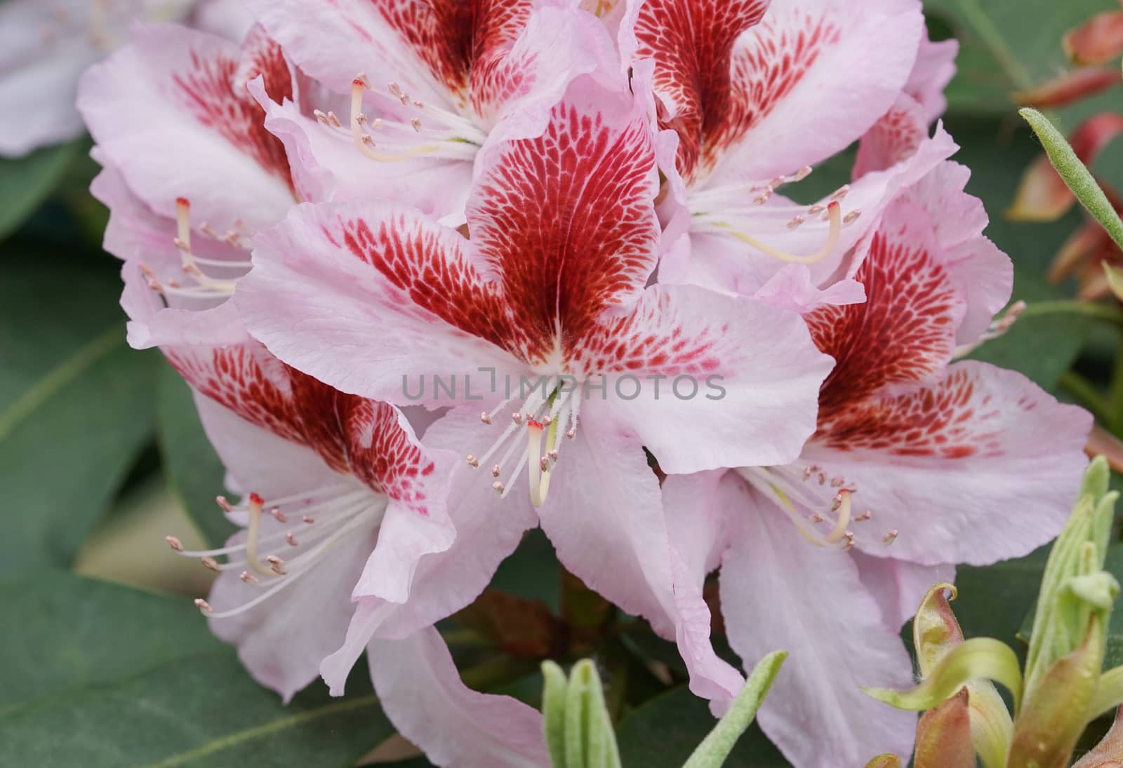 Rhododendron, herald of spring, flower of the gardens