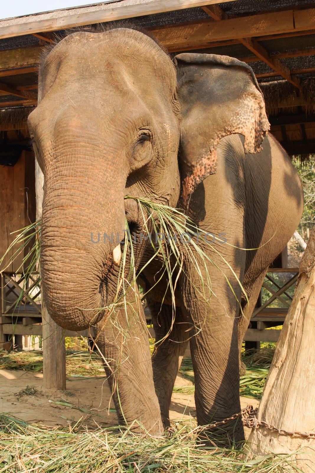 Working elephant, Laos, South East Asia