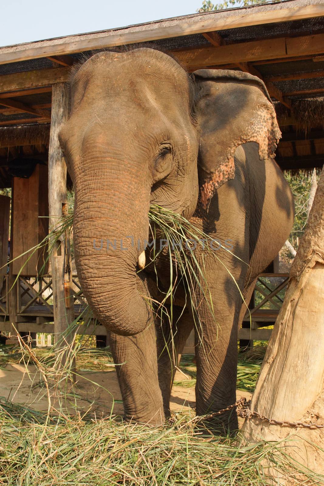 Elephant, Laos, Asia by alfotokunst