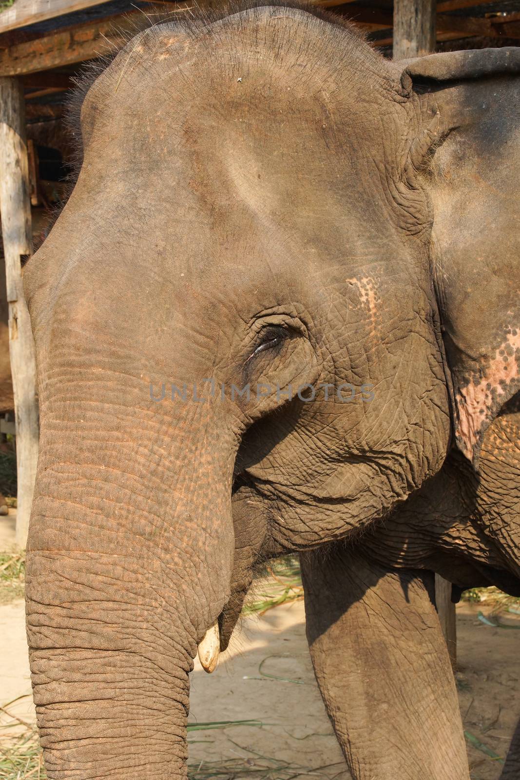 Elephant, Laos, Asia by alfotokunst