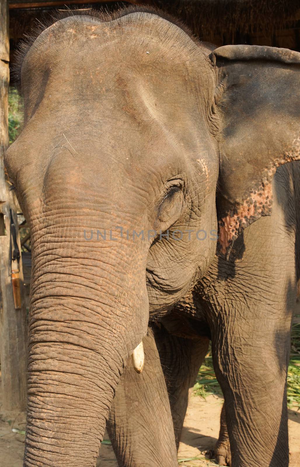 Elephant, Laos, Asia by alfotokunst