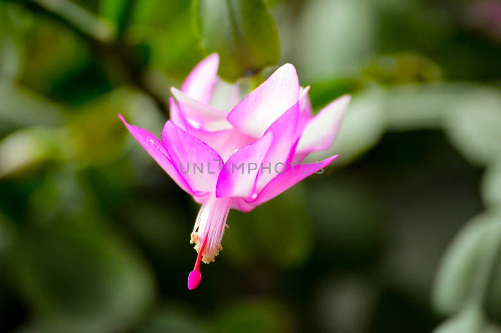 Close up on pretty pink cactus flowers with green stems and leaves and out of focus background