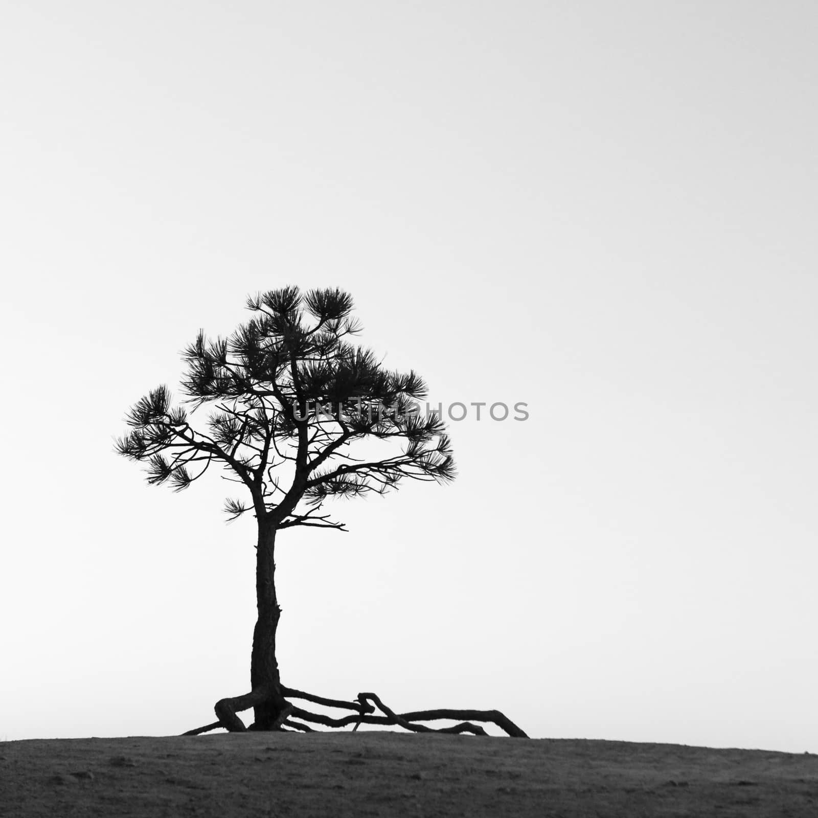 Tree growing on a rock by patricklienin