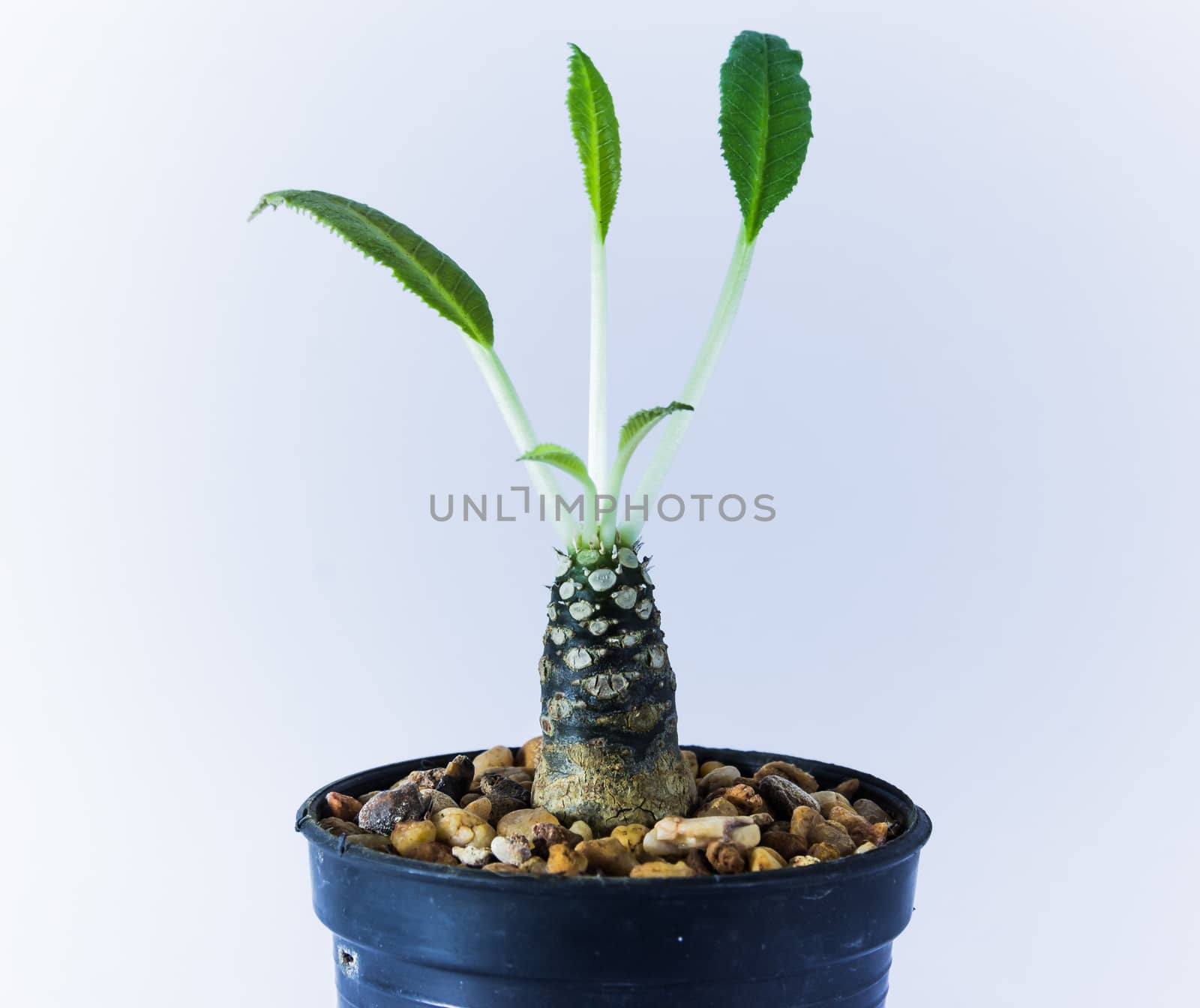 Cactus by suriyaph