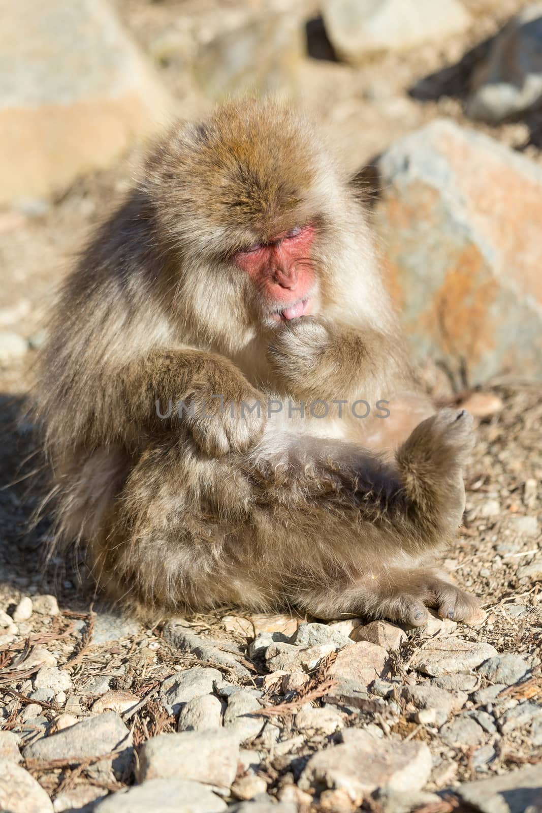 Monkey in wildlife by leungchopan