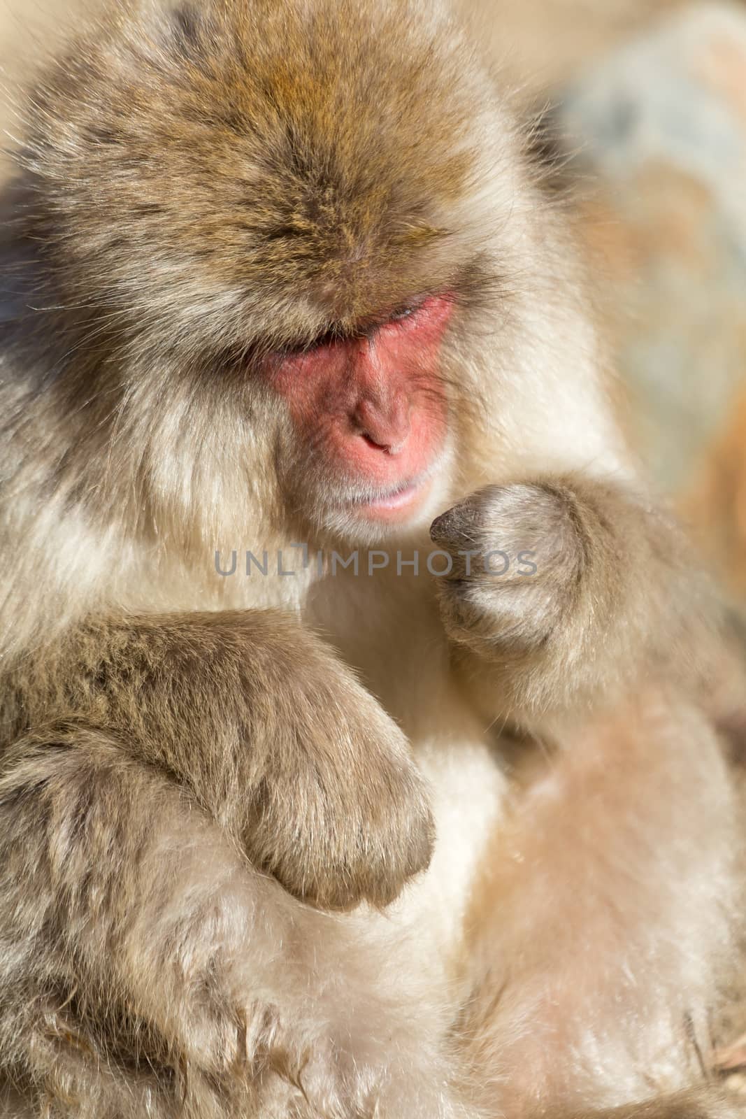 Japanese Monkey by leungchopan