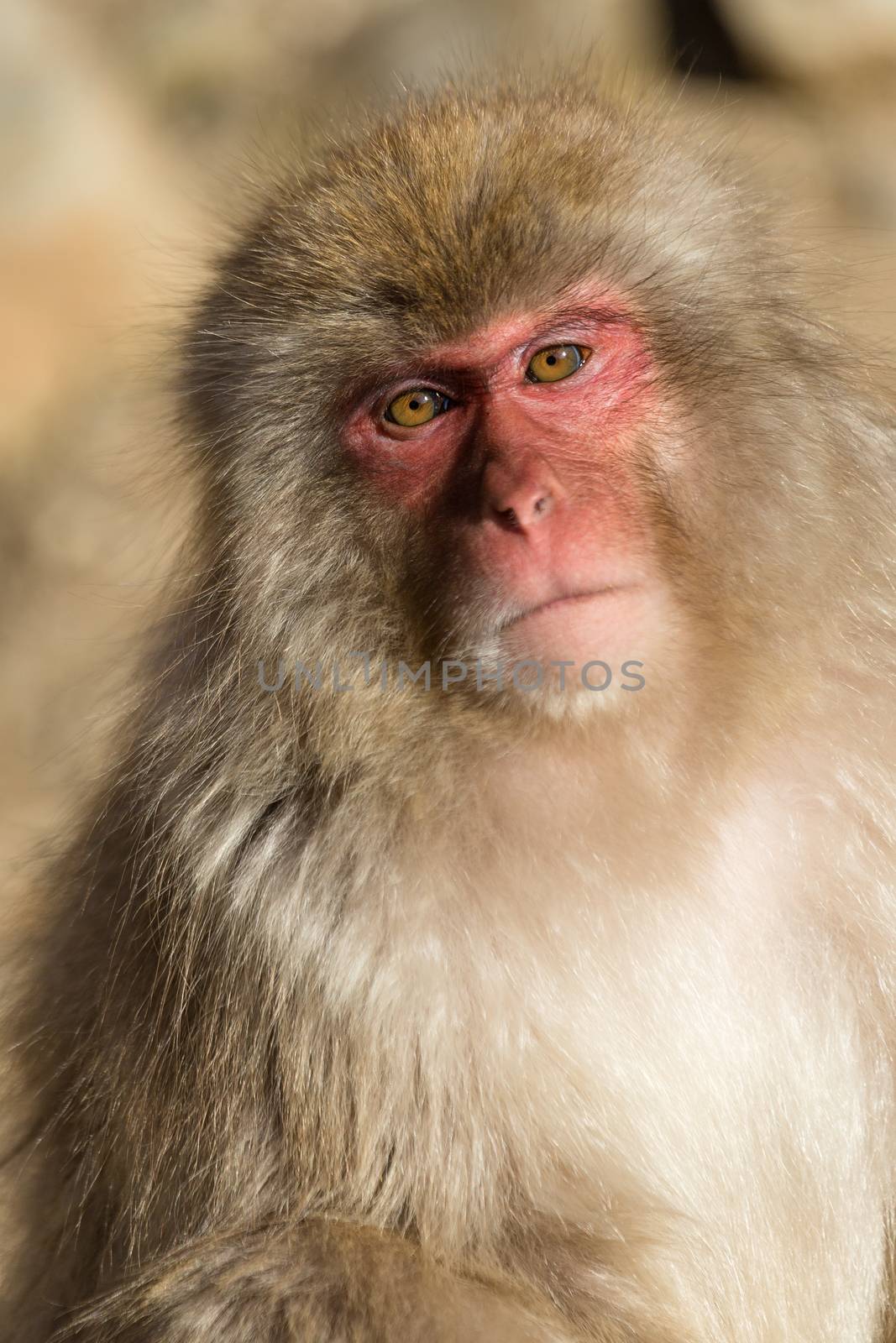 Japanese Monkey by leungchopan