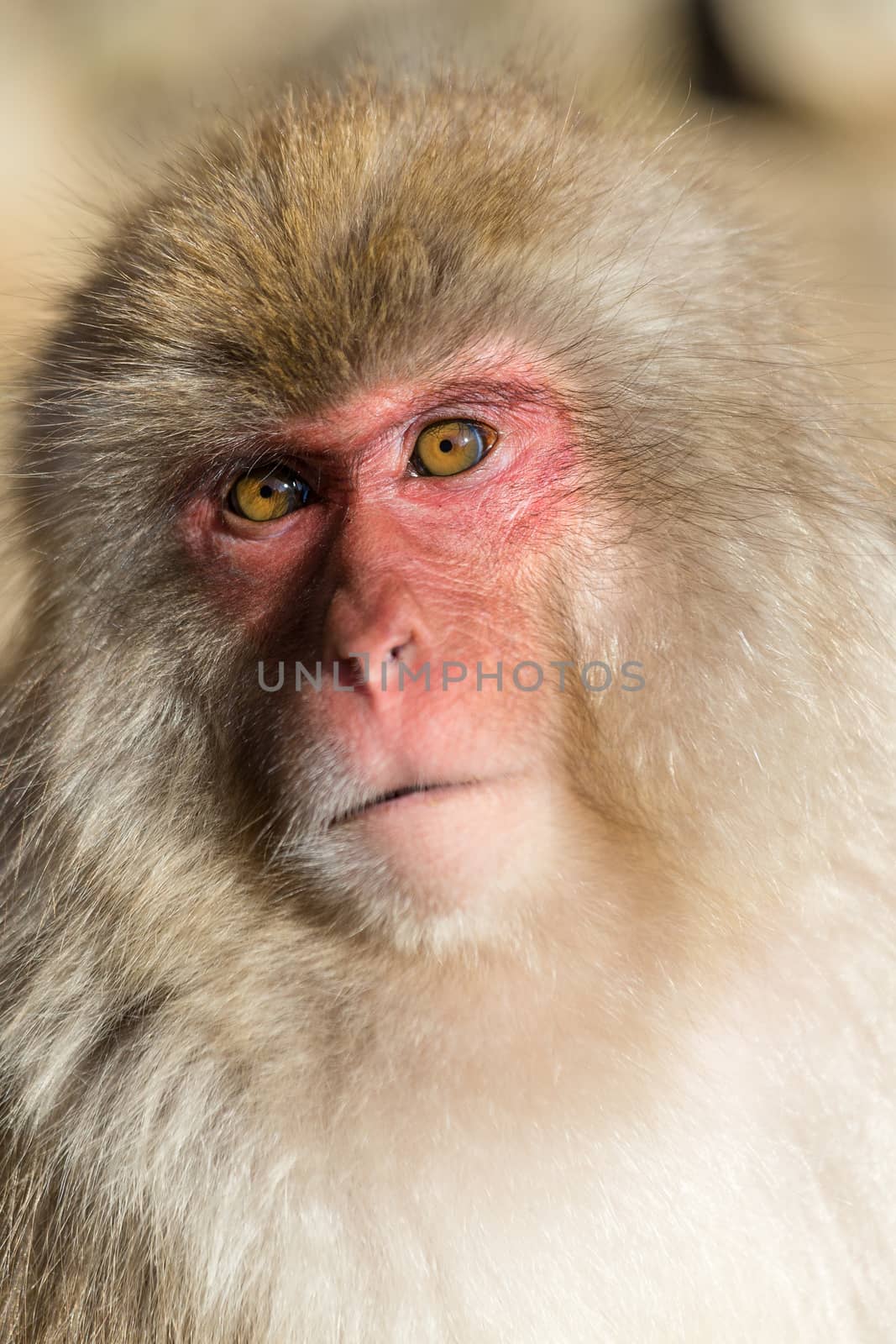 Monkey portrait