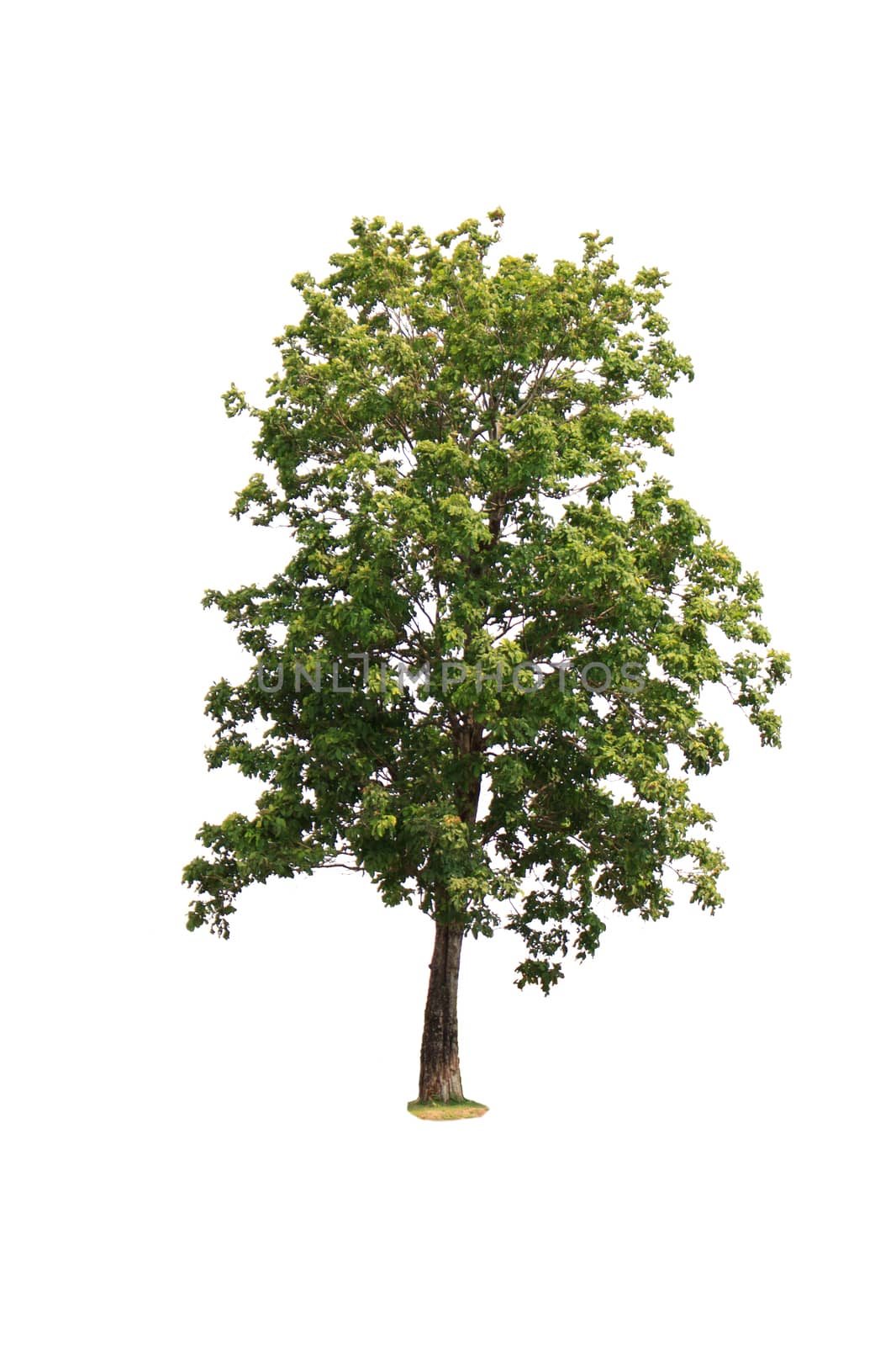 isolated deciduous tree on a white background