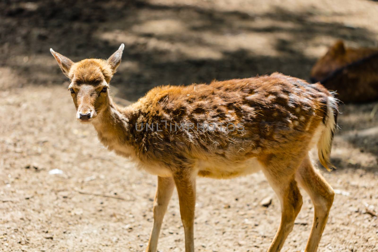 young roe deer standing in the forest