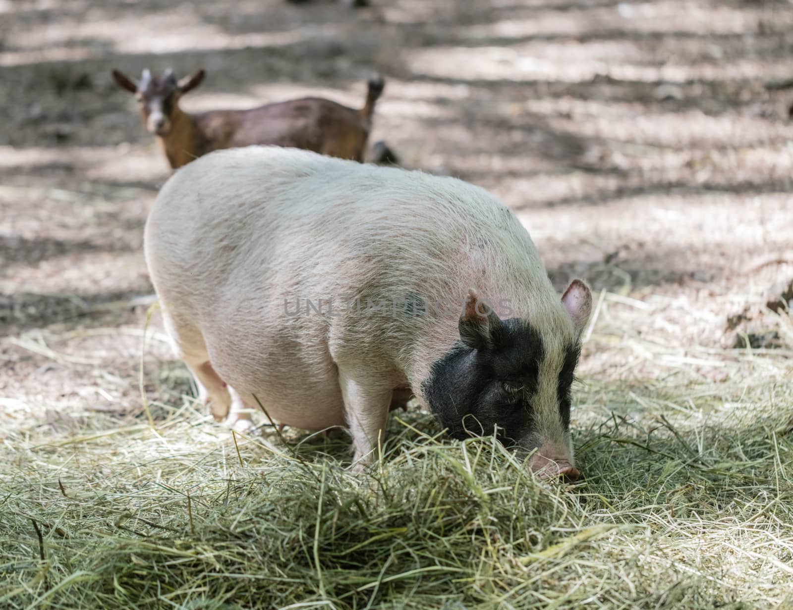 Vietnamese pig are grazed on a farm outdoors