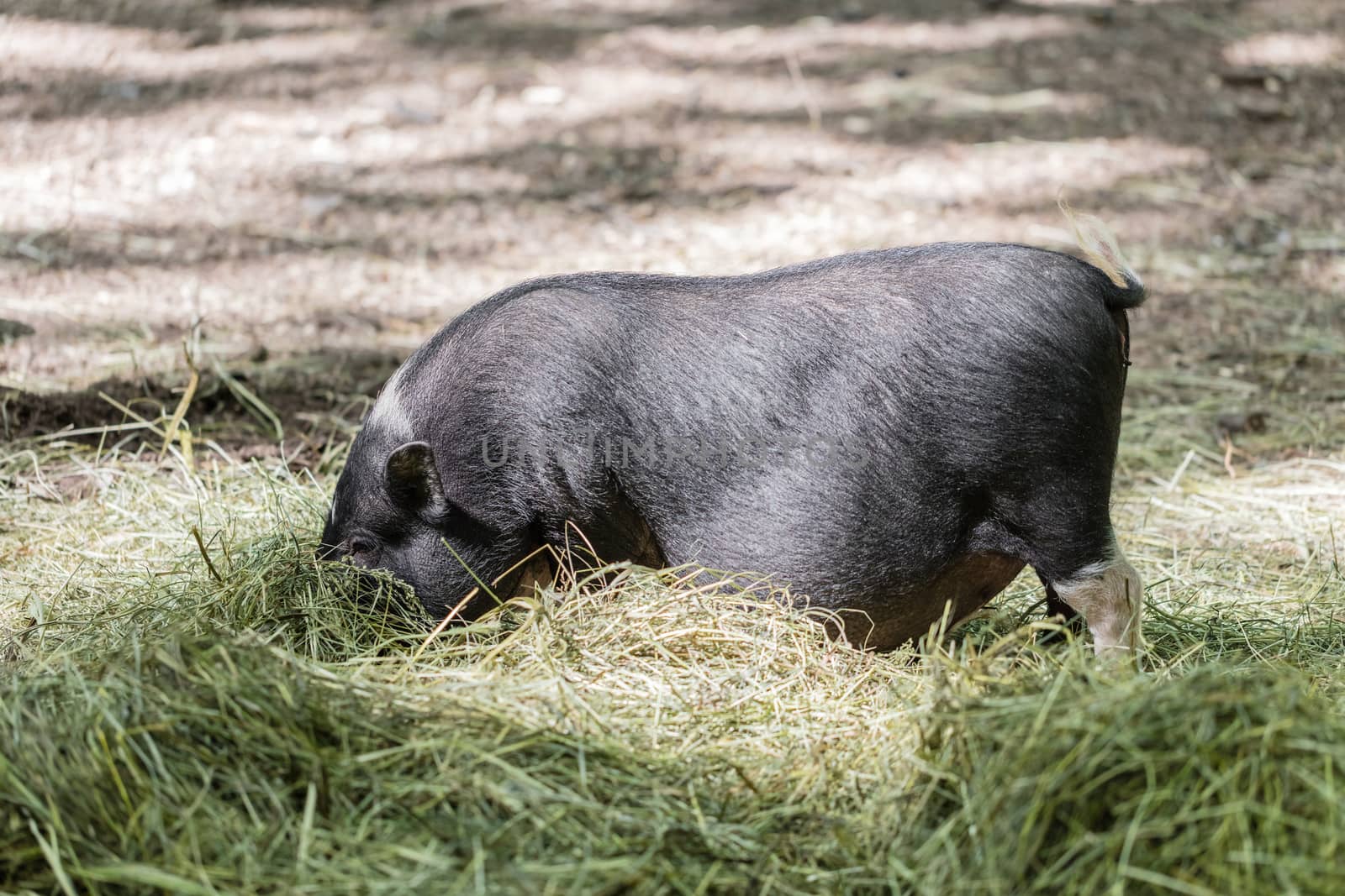 Vietnamese pig are grazed on a farm outdoors