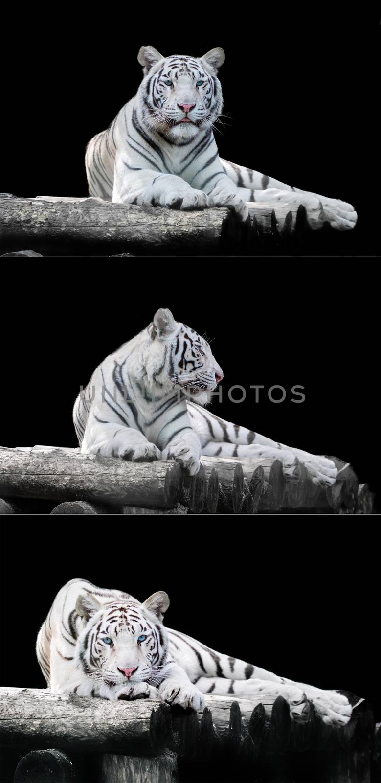 White the Bengal tiger on a black background