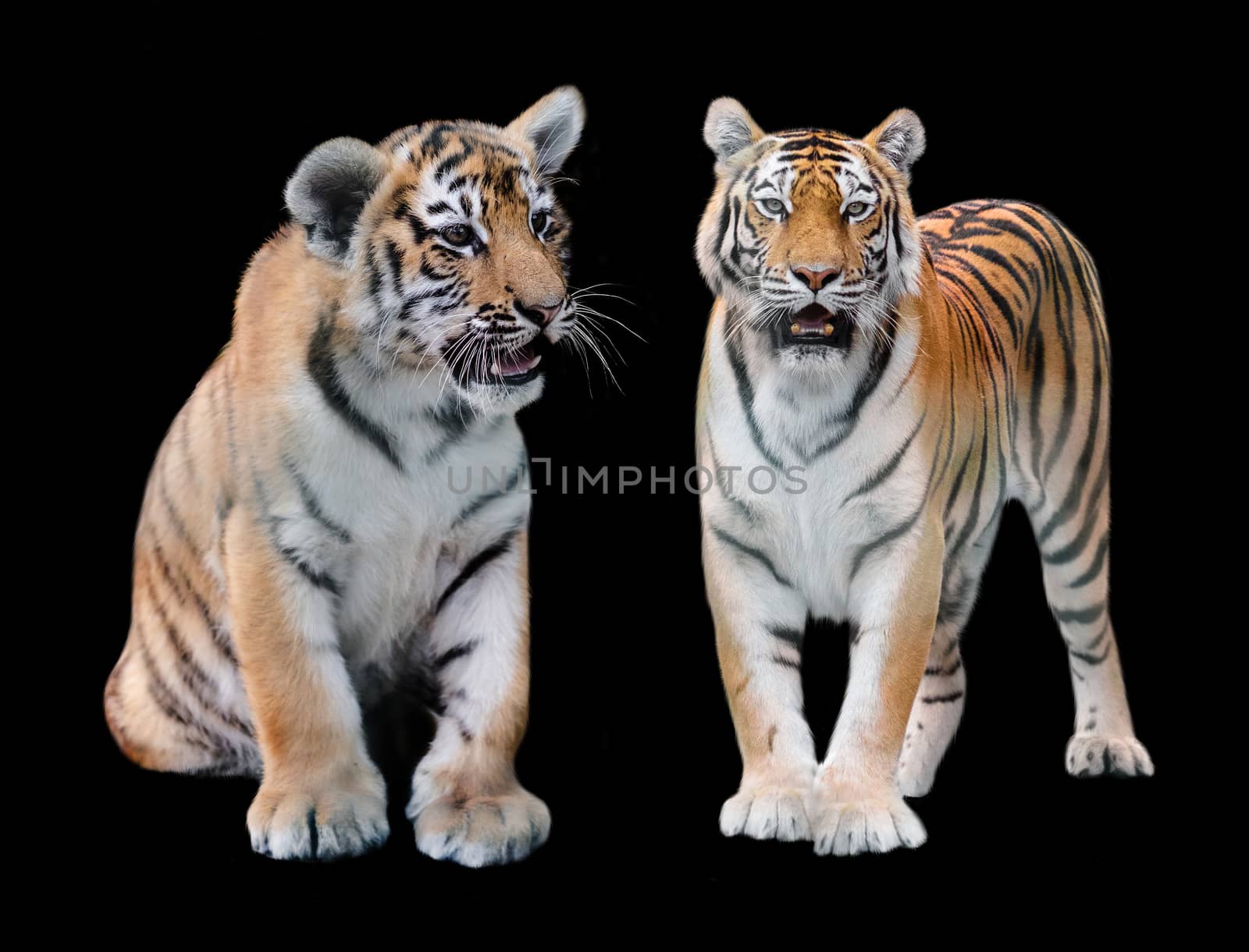 two Amur of tiger on a black background