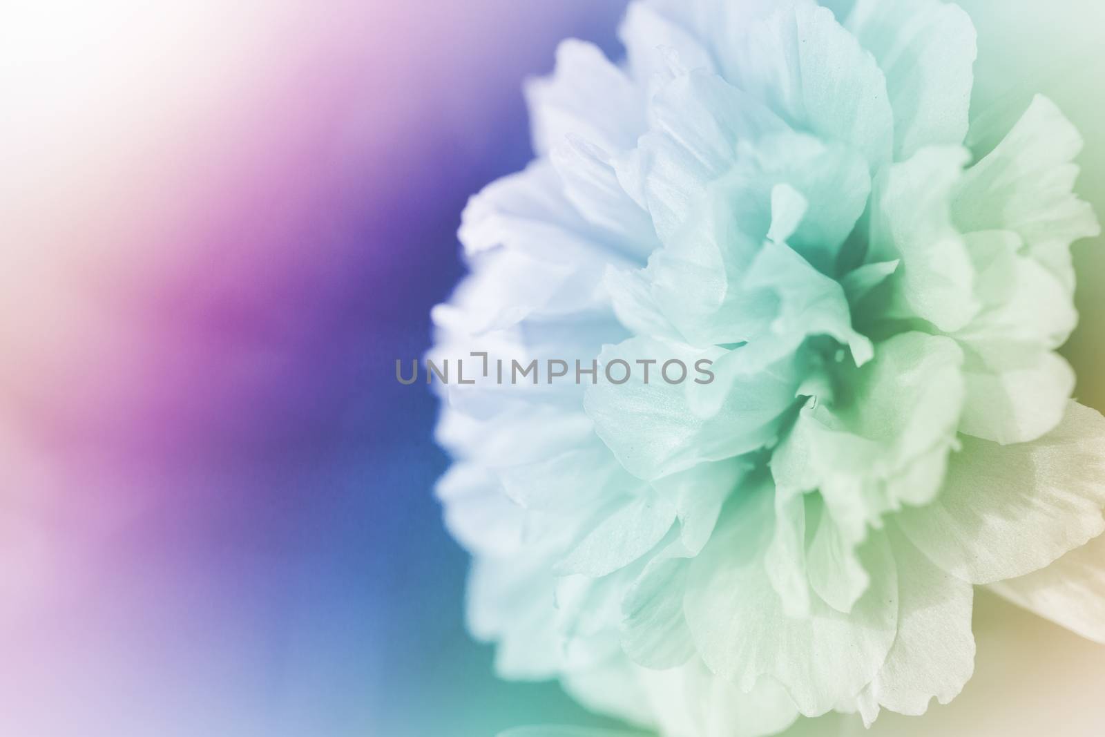 beautiful flowers made with color filters abstract