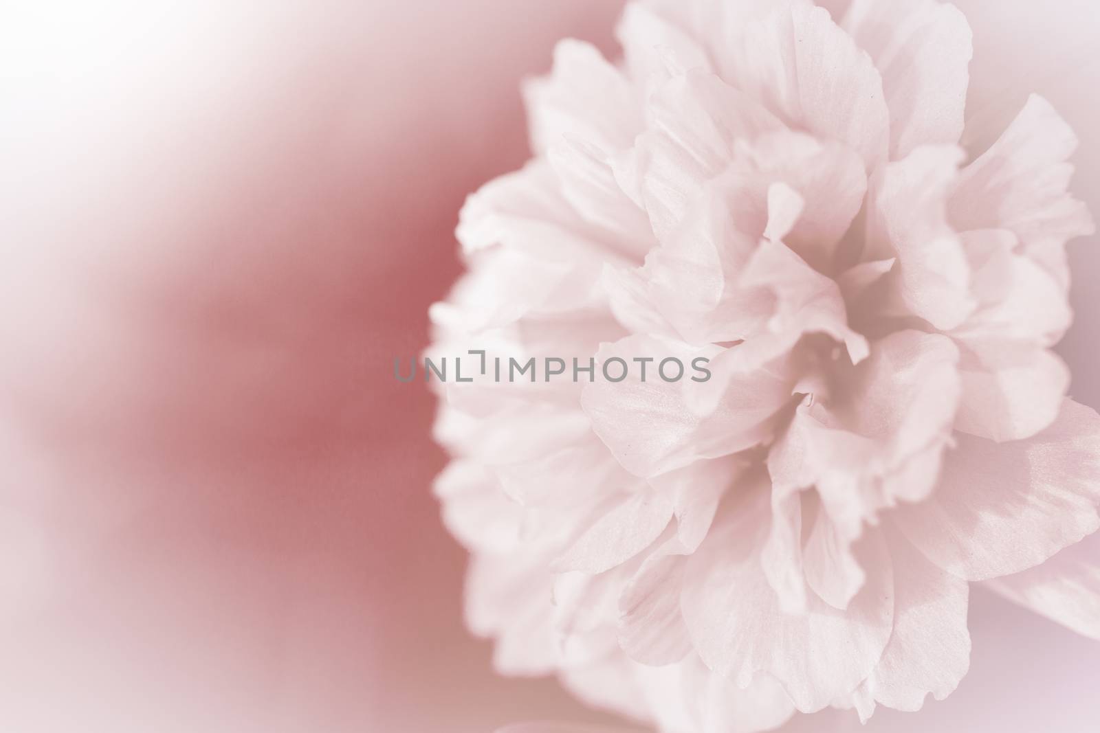 beautiful flowers made with color filters abstract