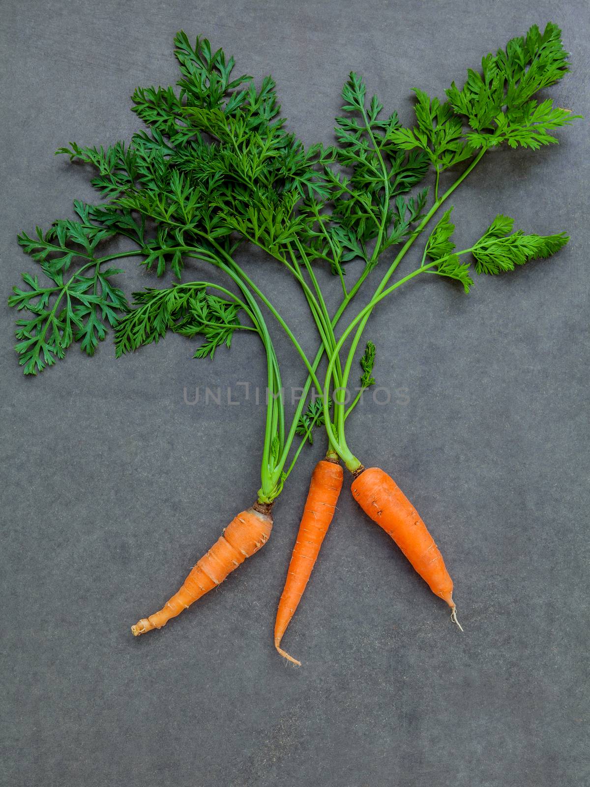 Fresh carrots bunch on dark concrete background. Raw fresh carrots with tails. Fresh organic carrots with leaves. Bunch of fresh carrots with green leaves dark concrete background