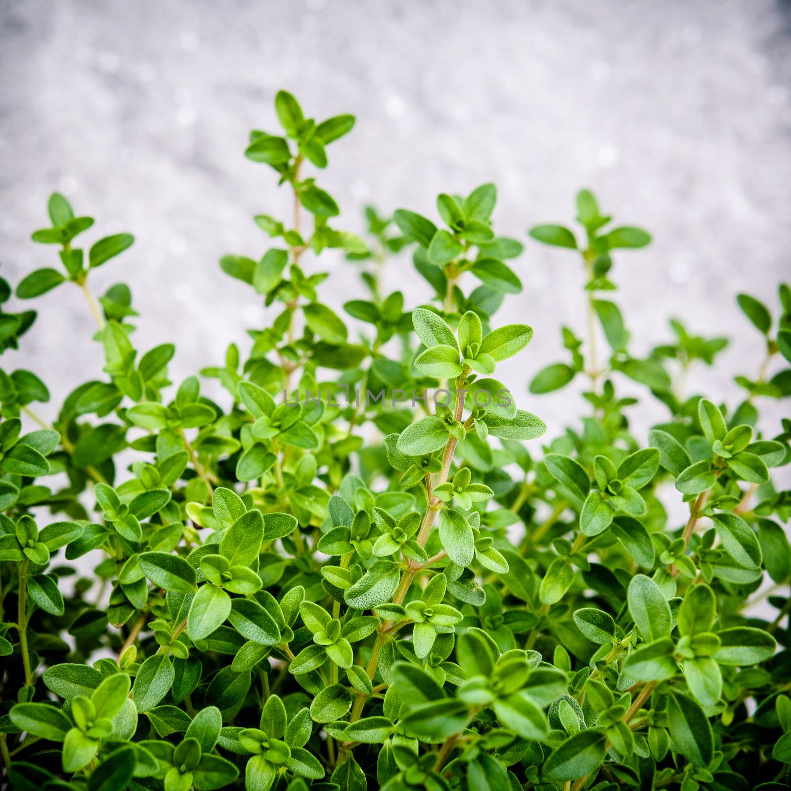 Closeup lemon thyme leaves from the herb garden. Thymus citriodo by kerdkanno