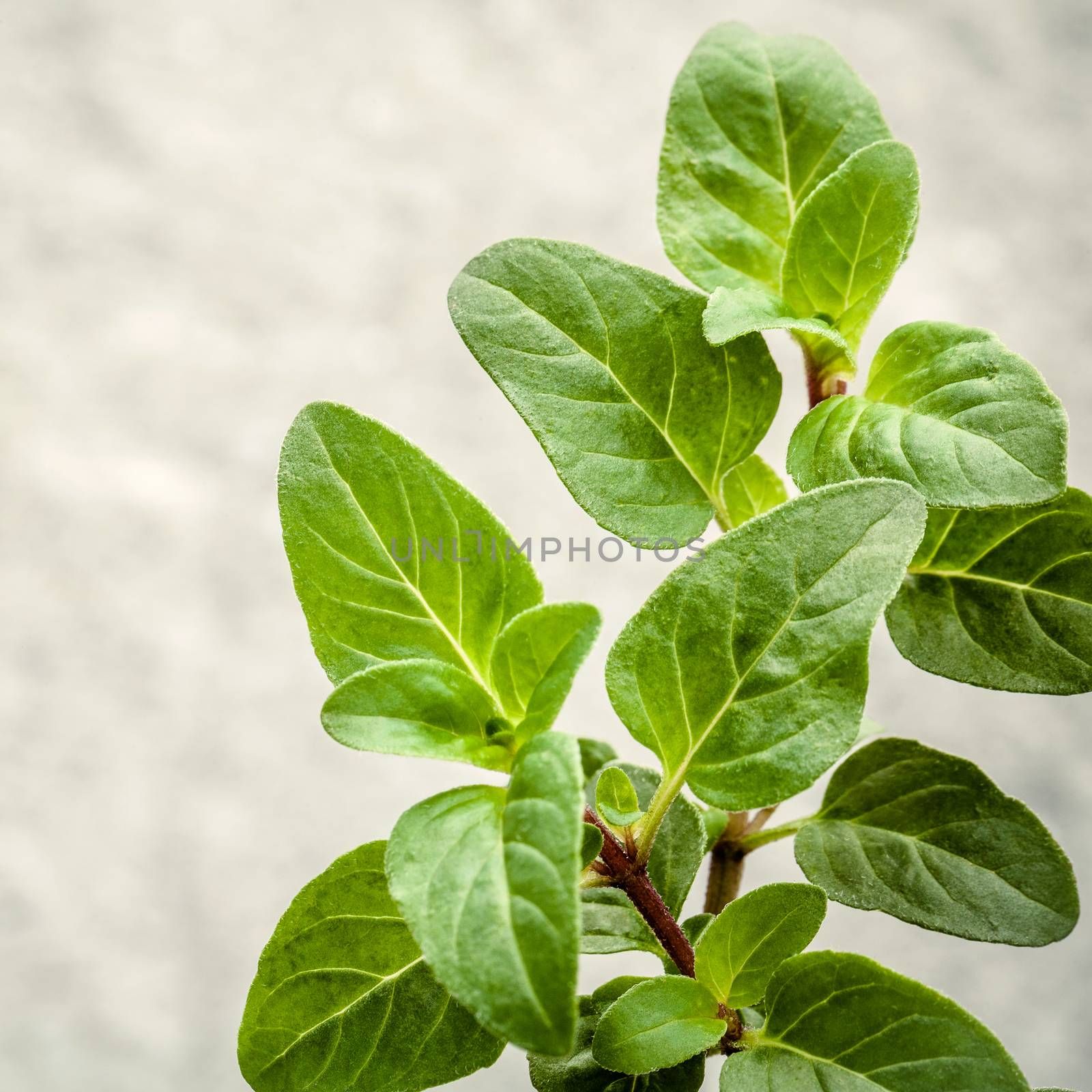 Closeup oregano leaves from the herb garden. Fresh oregano herb  by kerdkanno