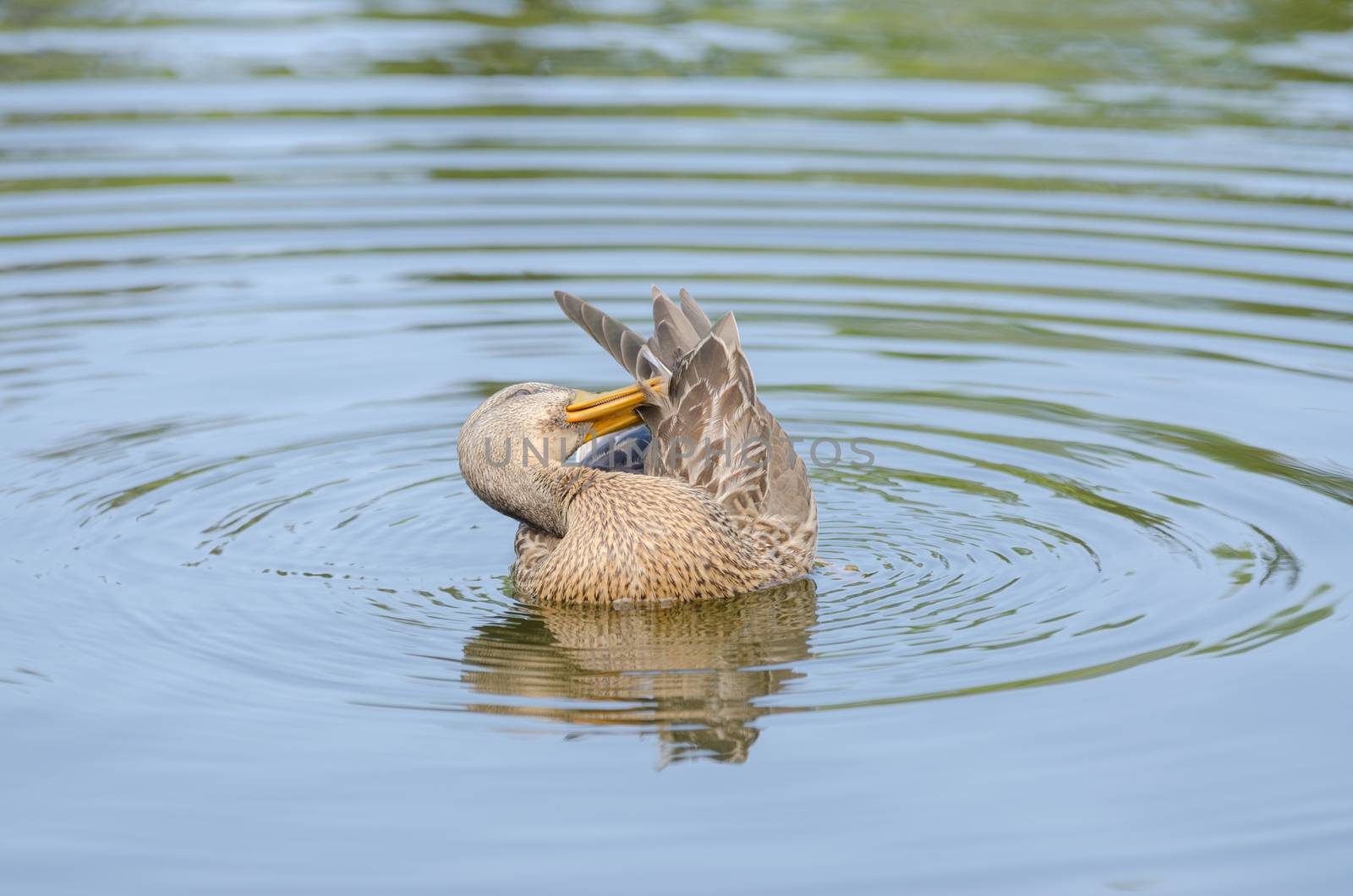 Gadwall cleans its feathers floating in the lake