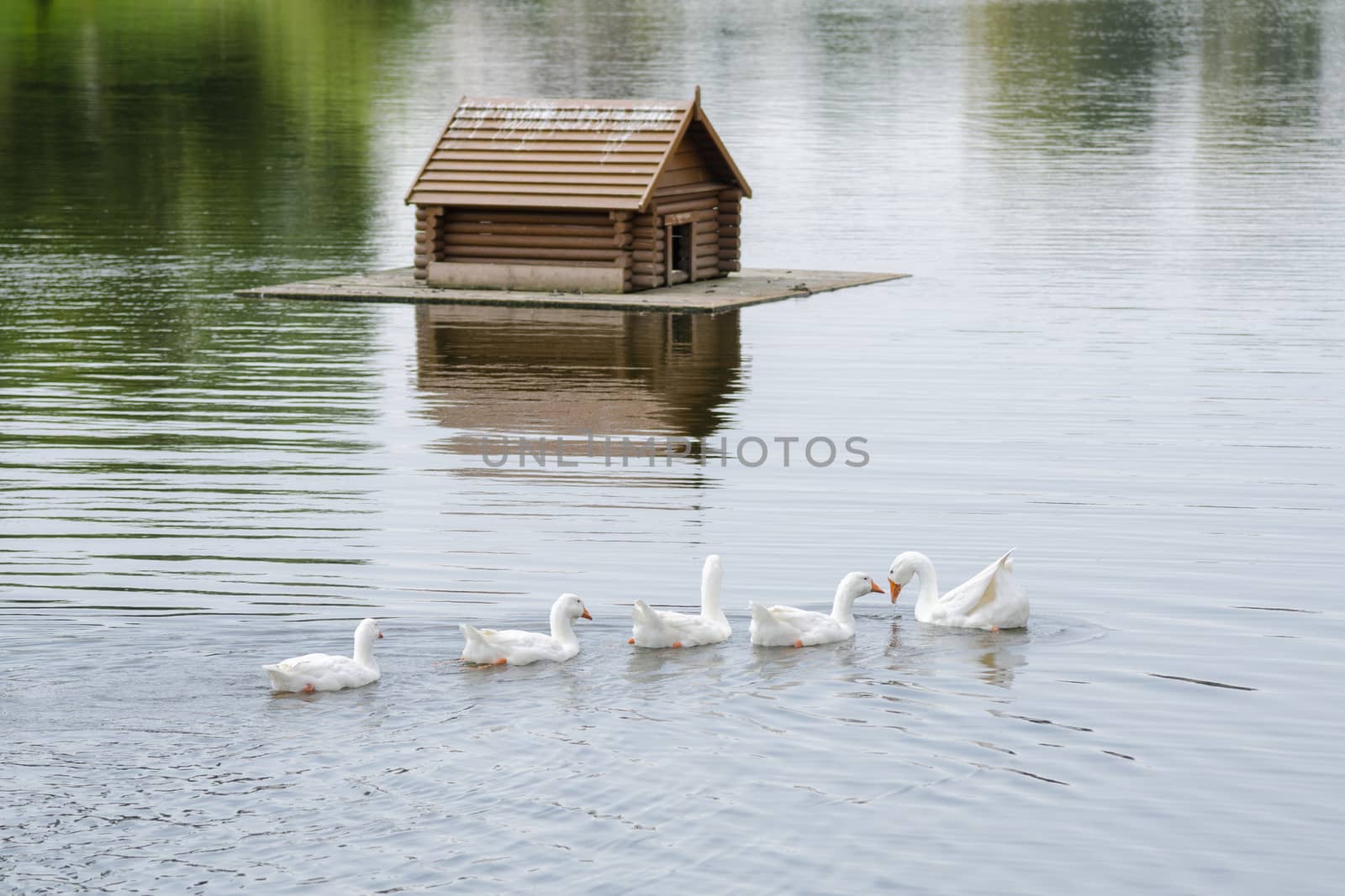 A flock of swans swimming on the lake in the background floating house for the birds