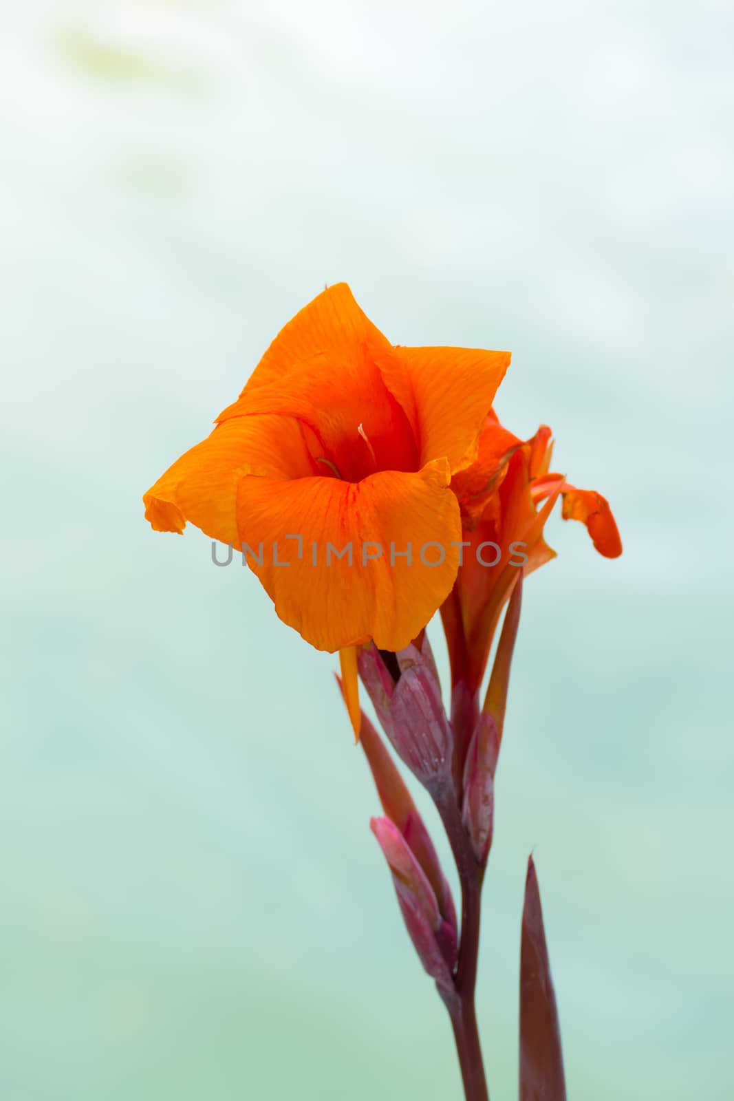 Radiant Canna Lily Blossom on a Summer Day by teerawit