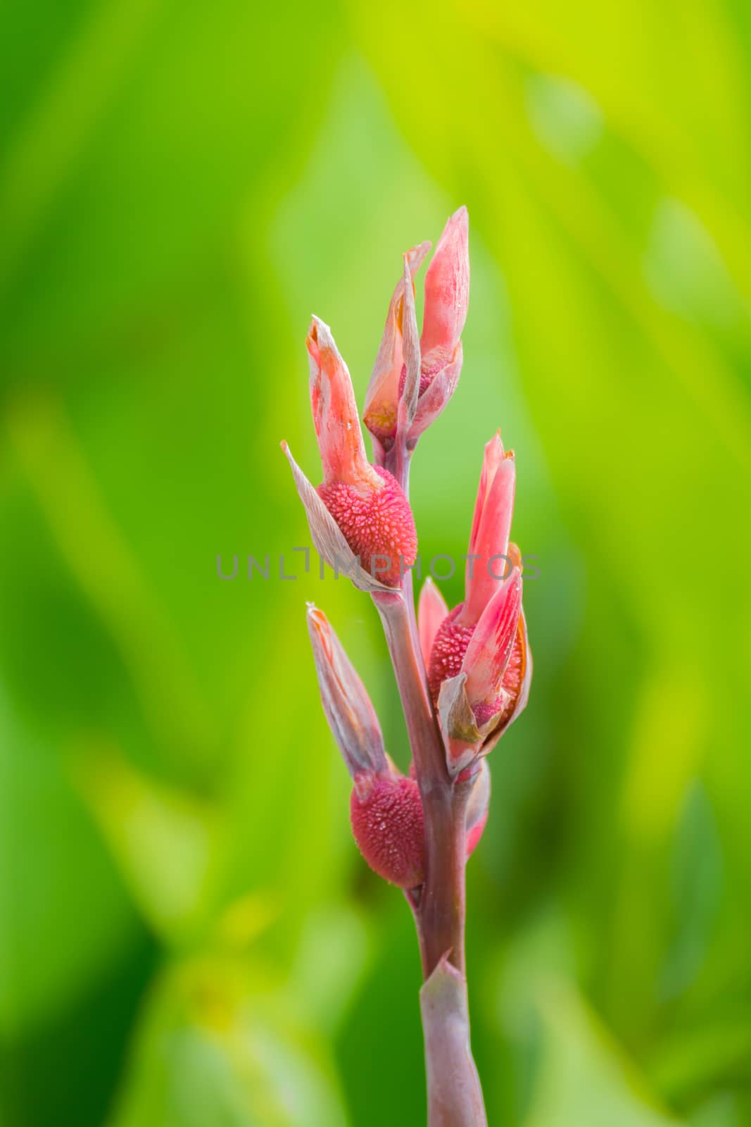 Radiant Canna Lily Blossom on a Summer Day, flower background