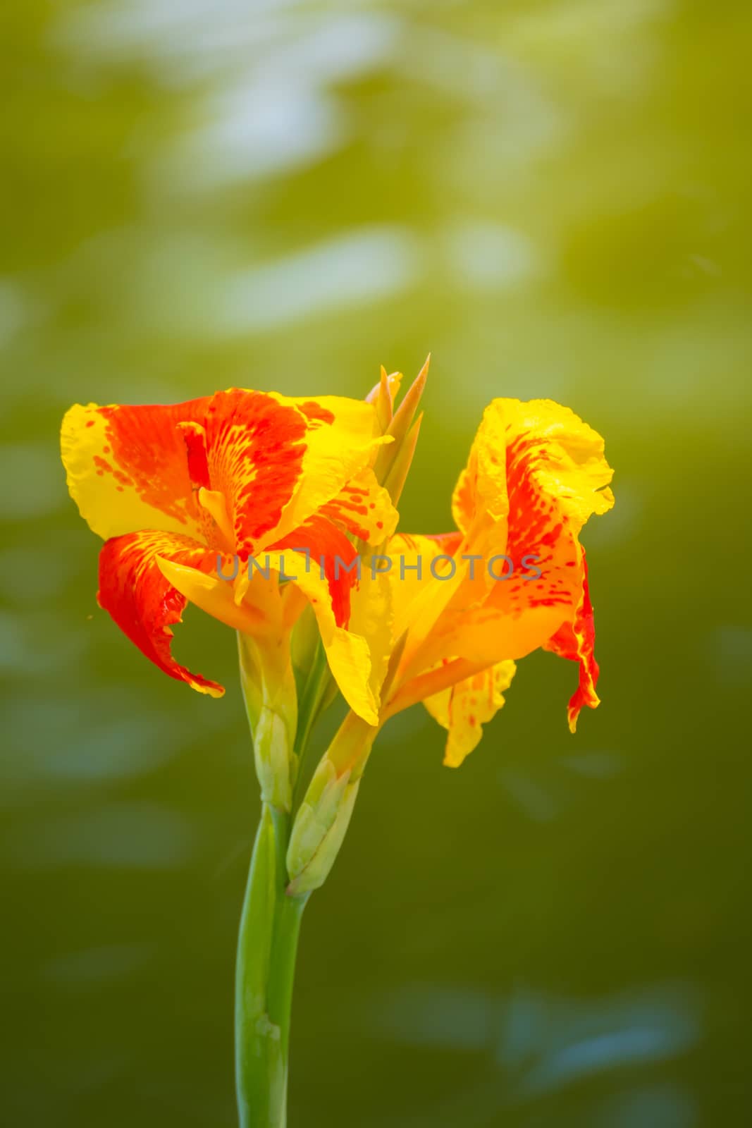 Radiant Canna Lily Blossom on a Summer Day, flower background