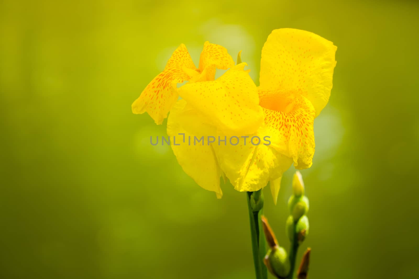 Radiant Canna Lily Blossom on a Summer Day, flower background